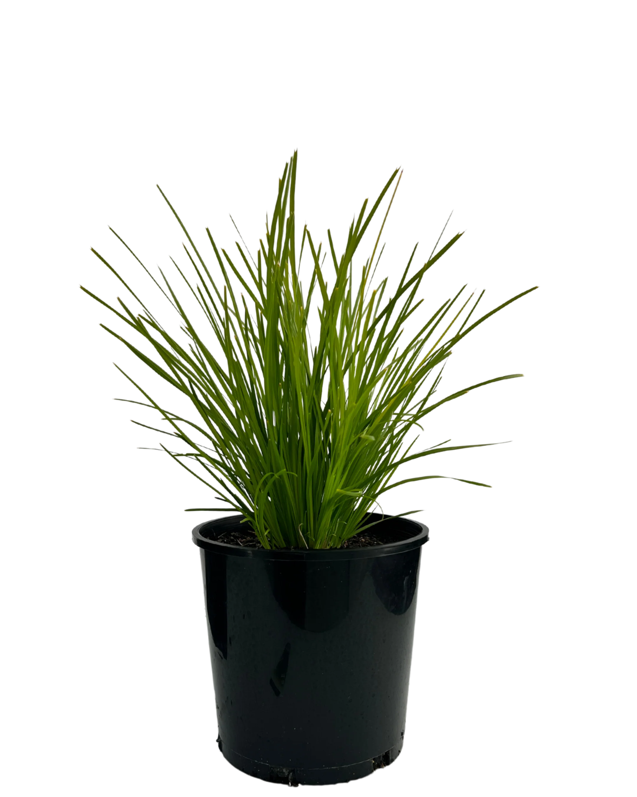 Lomandra Lime Tuff
