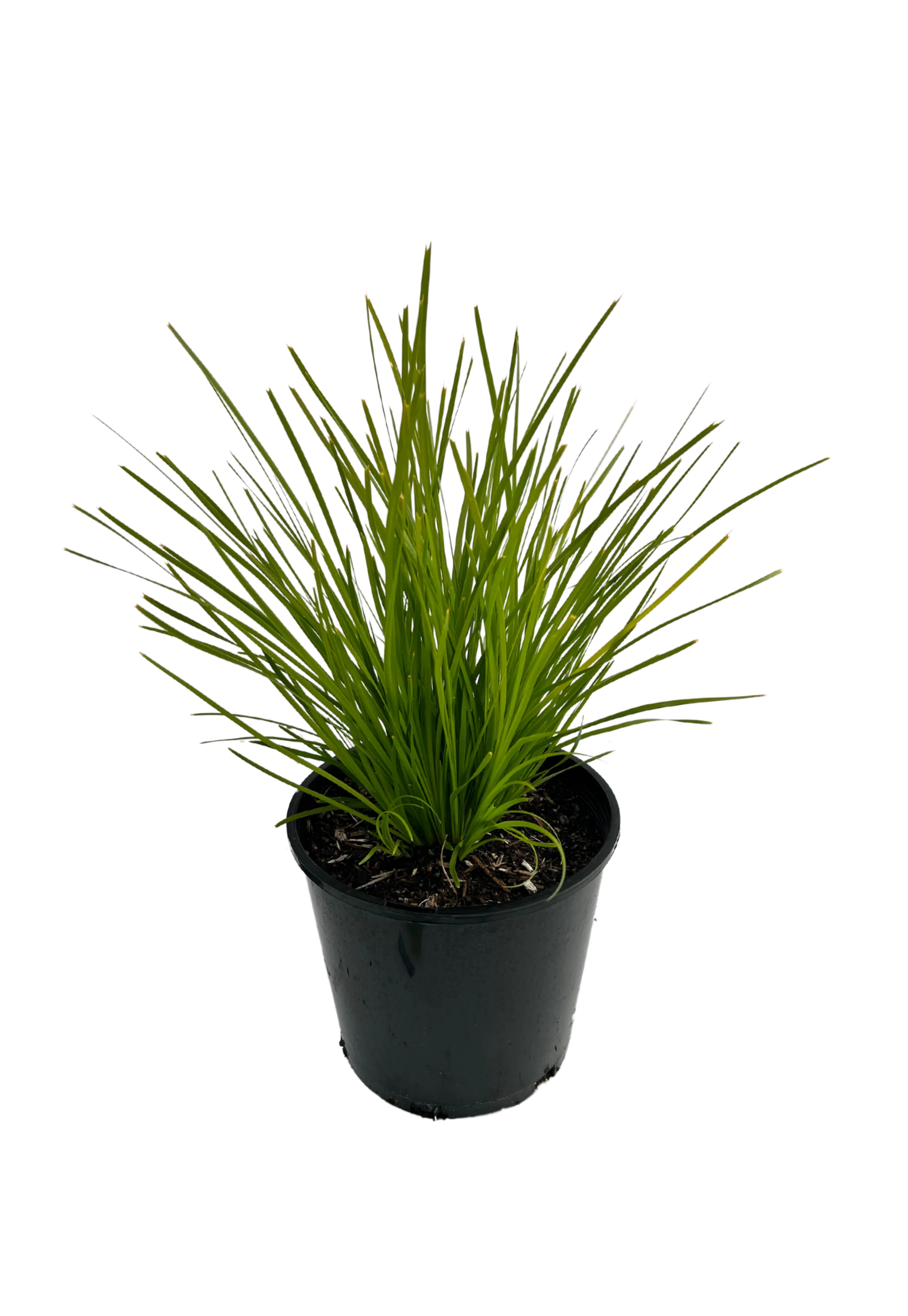 Lomandra Lime Tuff - Image 2