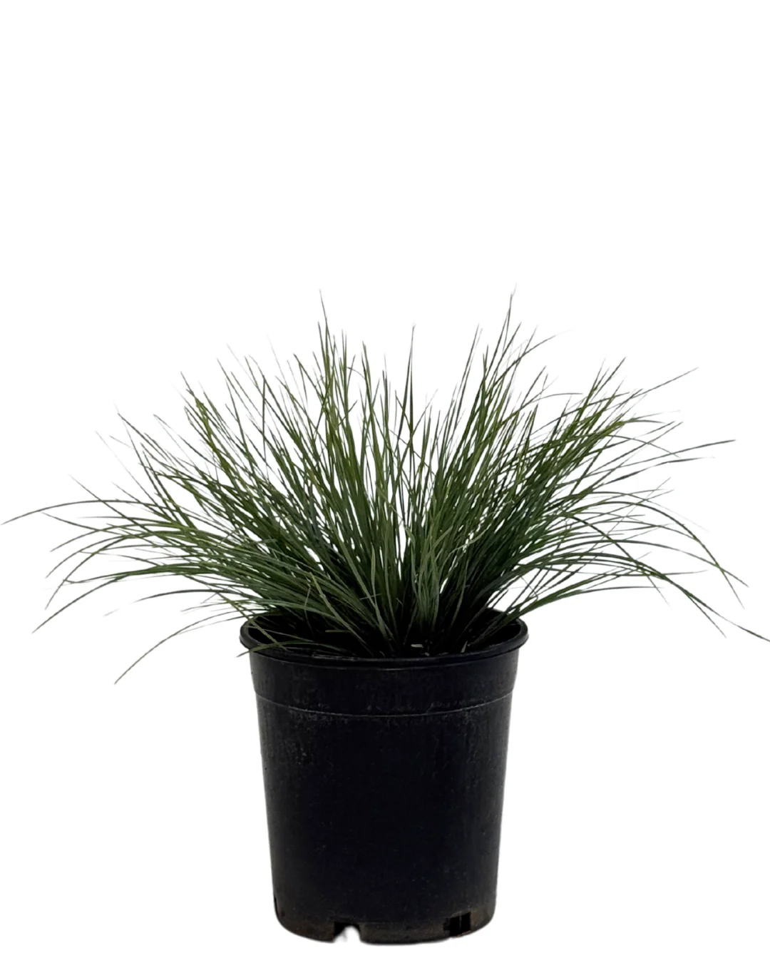 Lomandra Frosty Tops