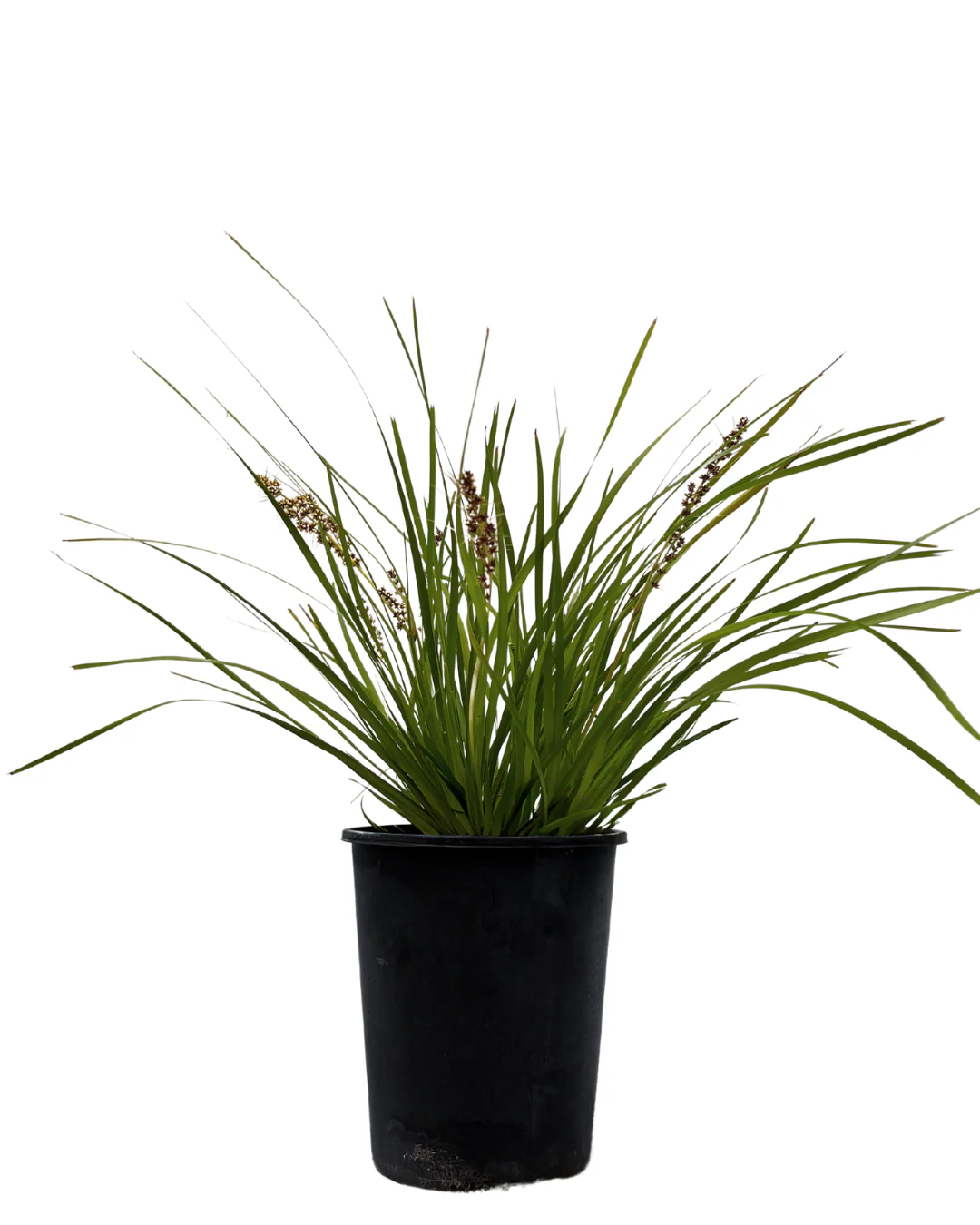 Lomandra Katrinus Deluxe
