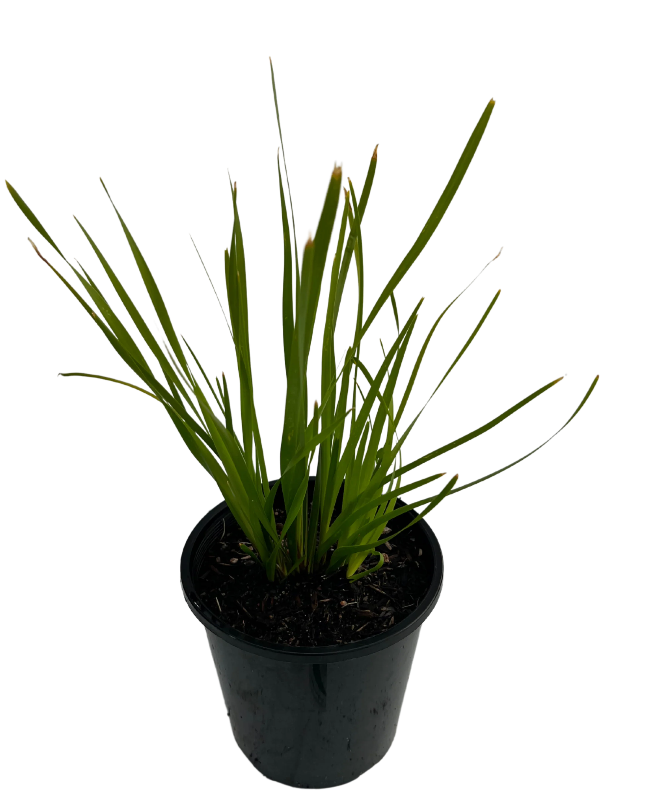 Lomandra Katrinus Deluxe - Image 2