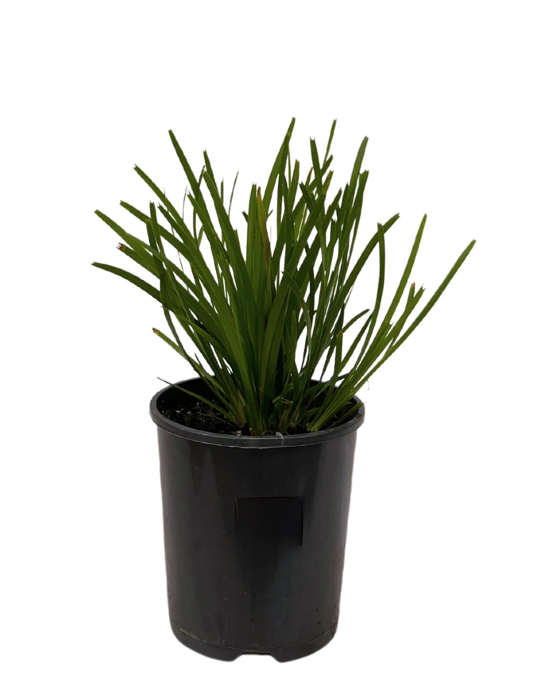 Lomandra Lime Tuff