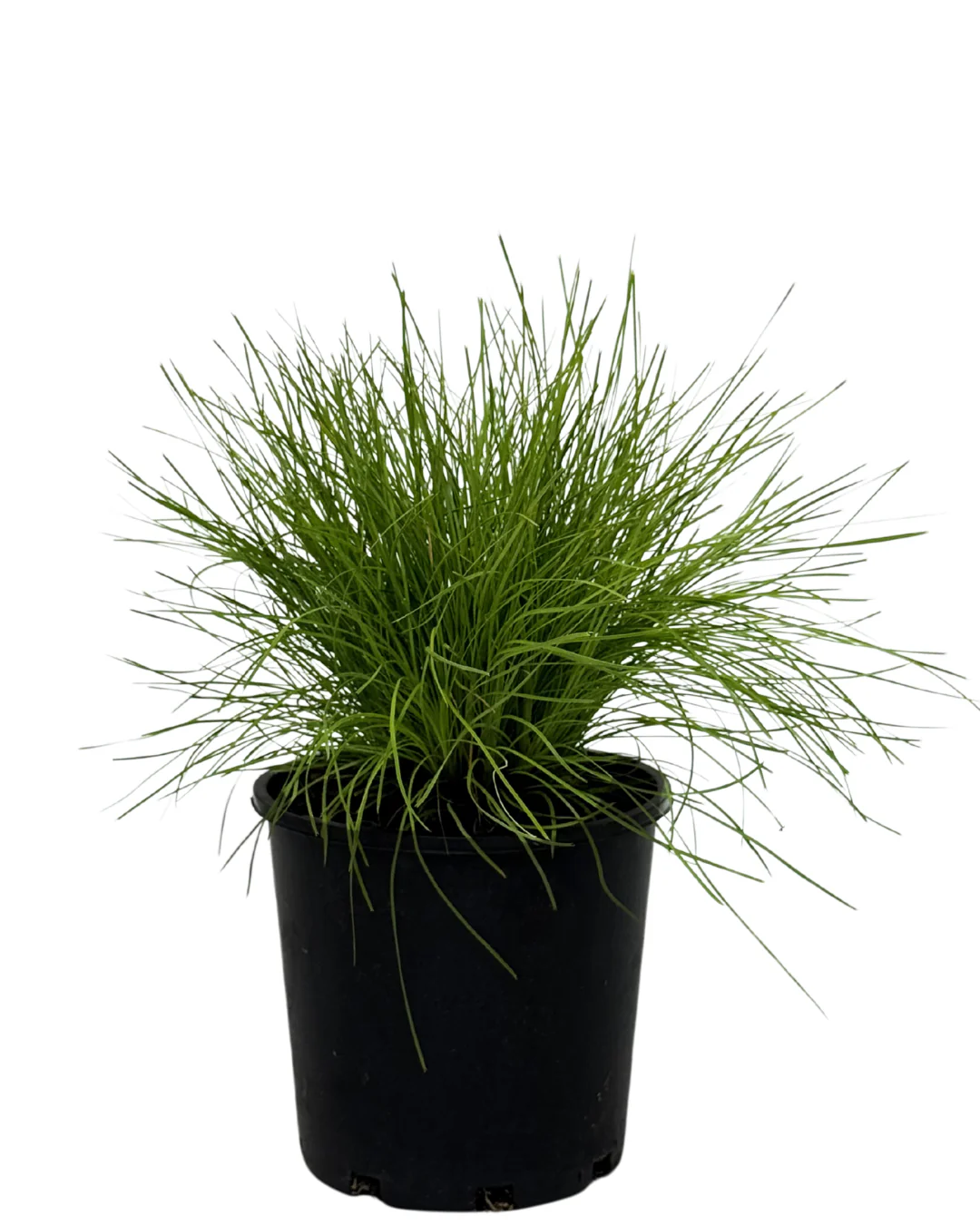 Lomandra Little Con