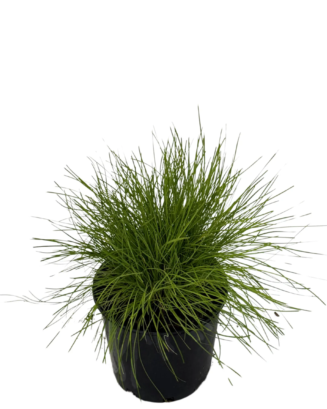 Lomandra Little Con - Image 2