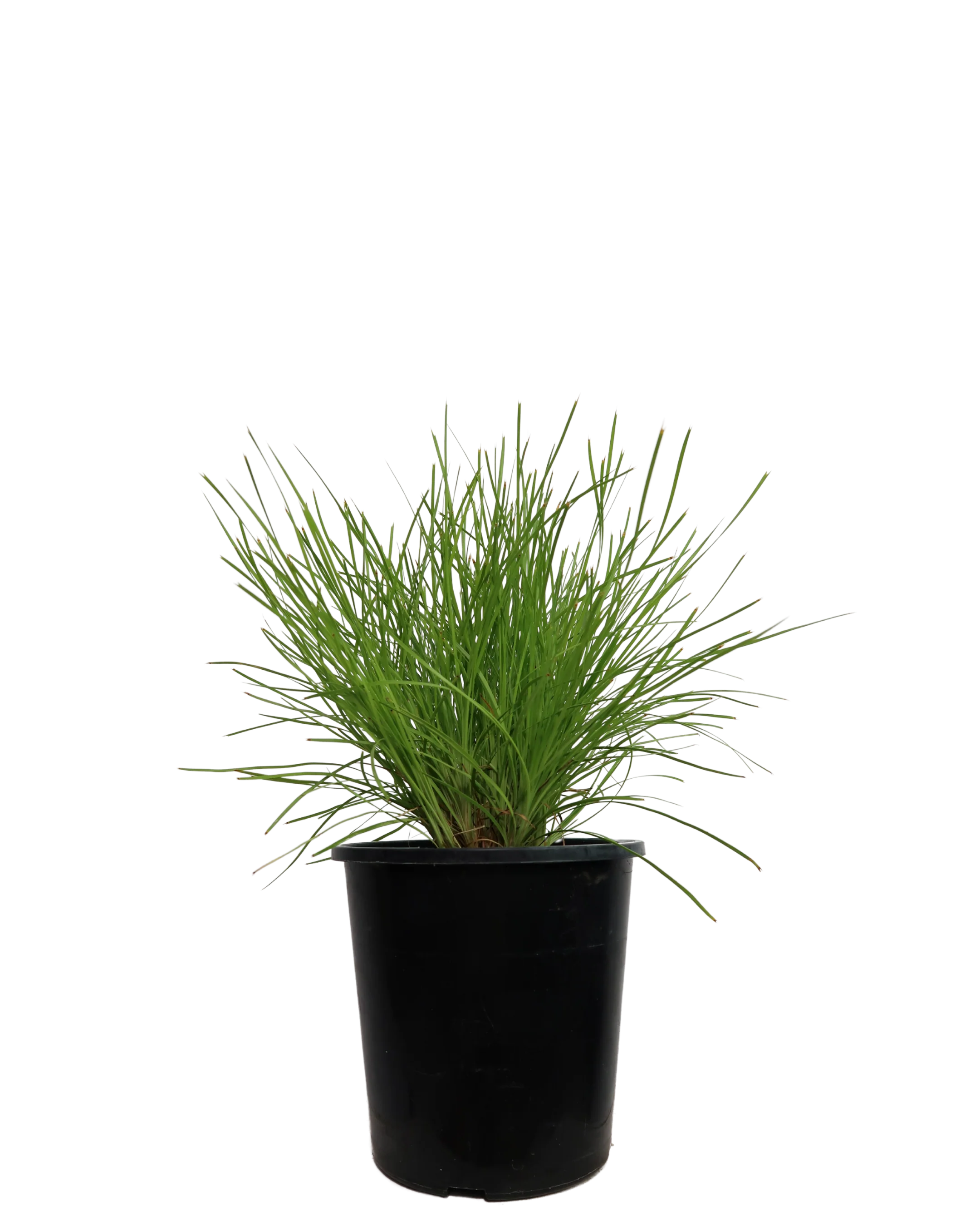 Lomandra Little Con