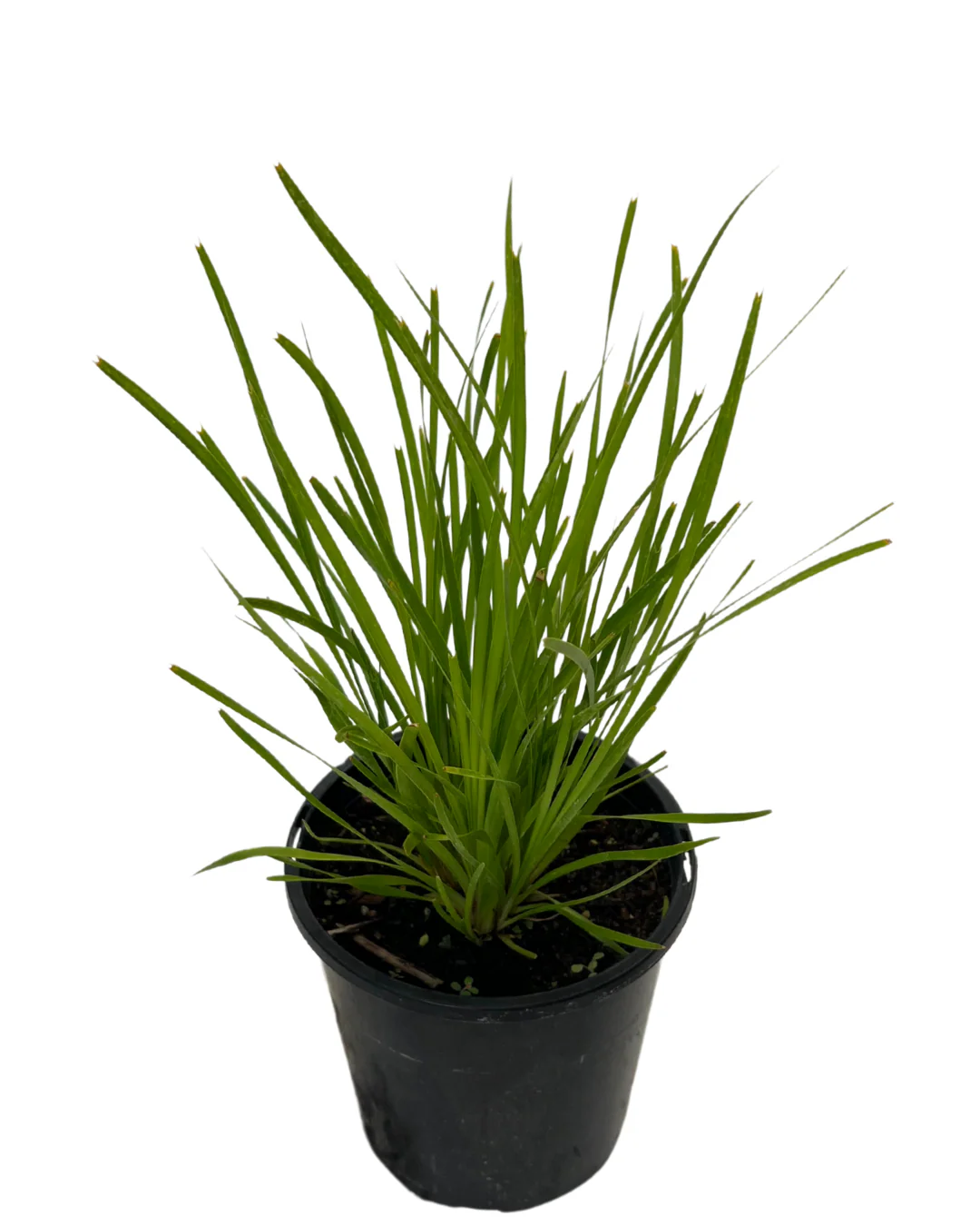 Lomandra Little Pal - Image 2