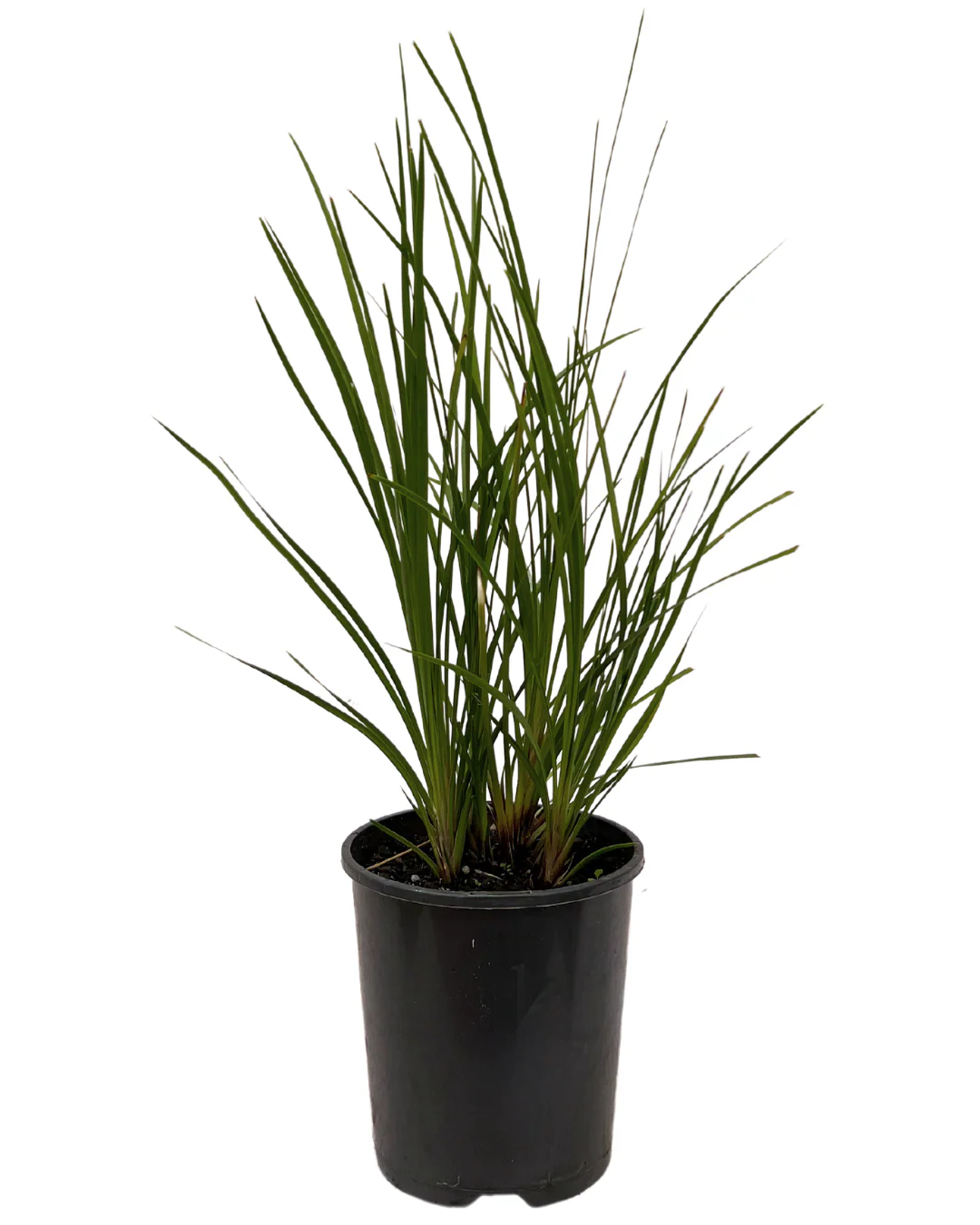 Lomandra Little Pal