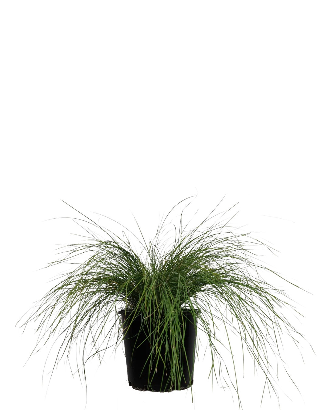 Lomandra Misty Green