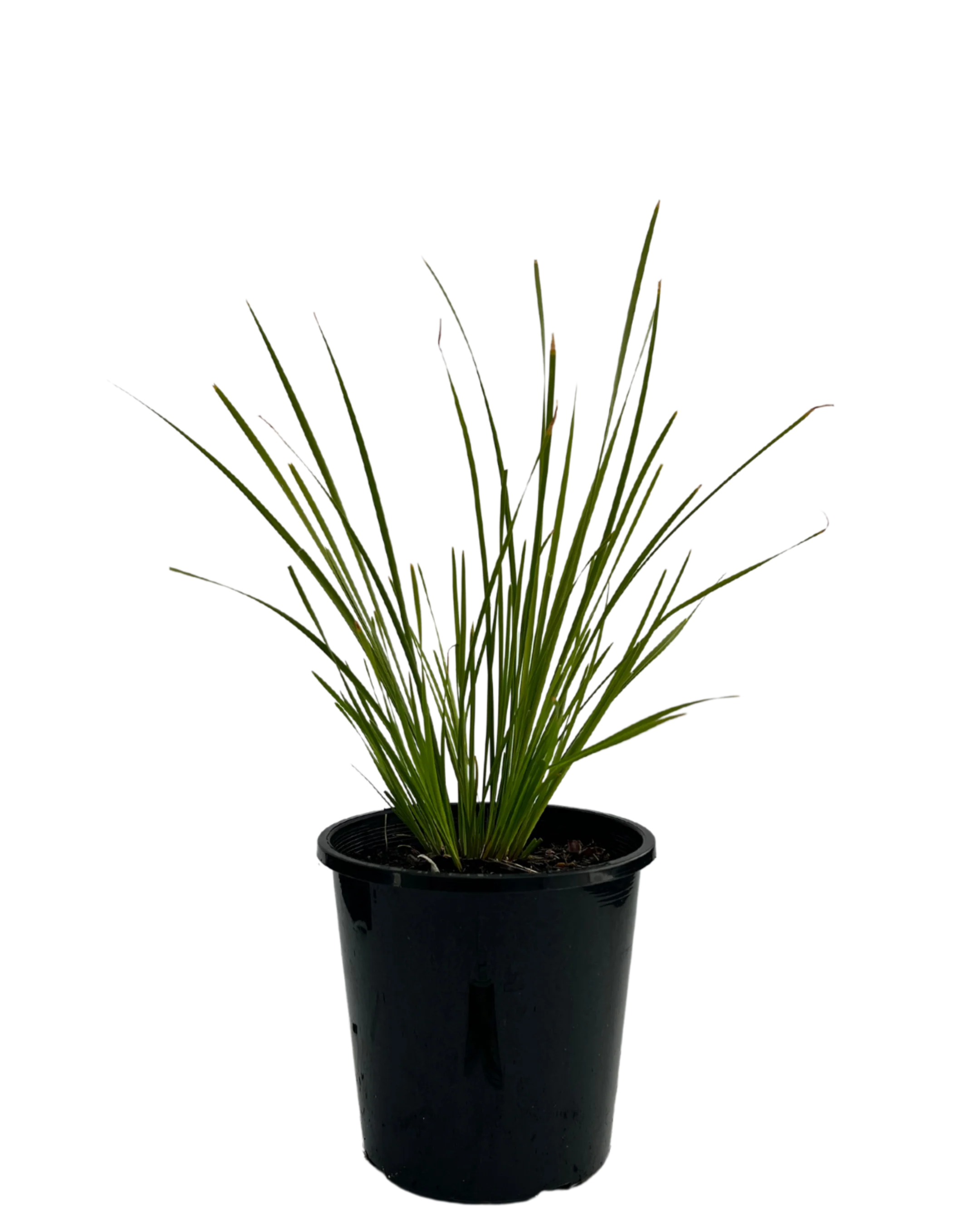 Lomandra Tanika