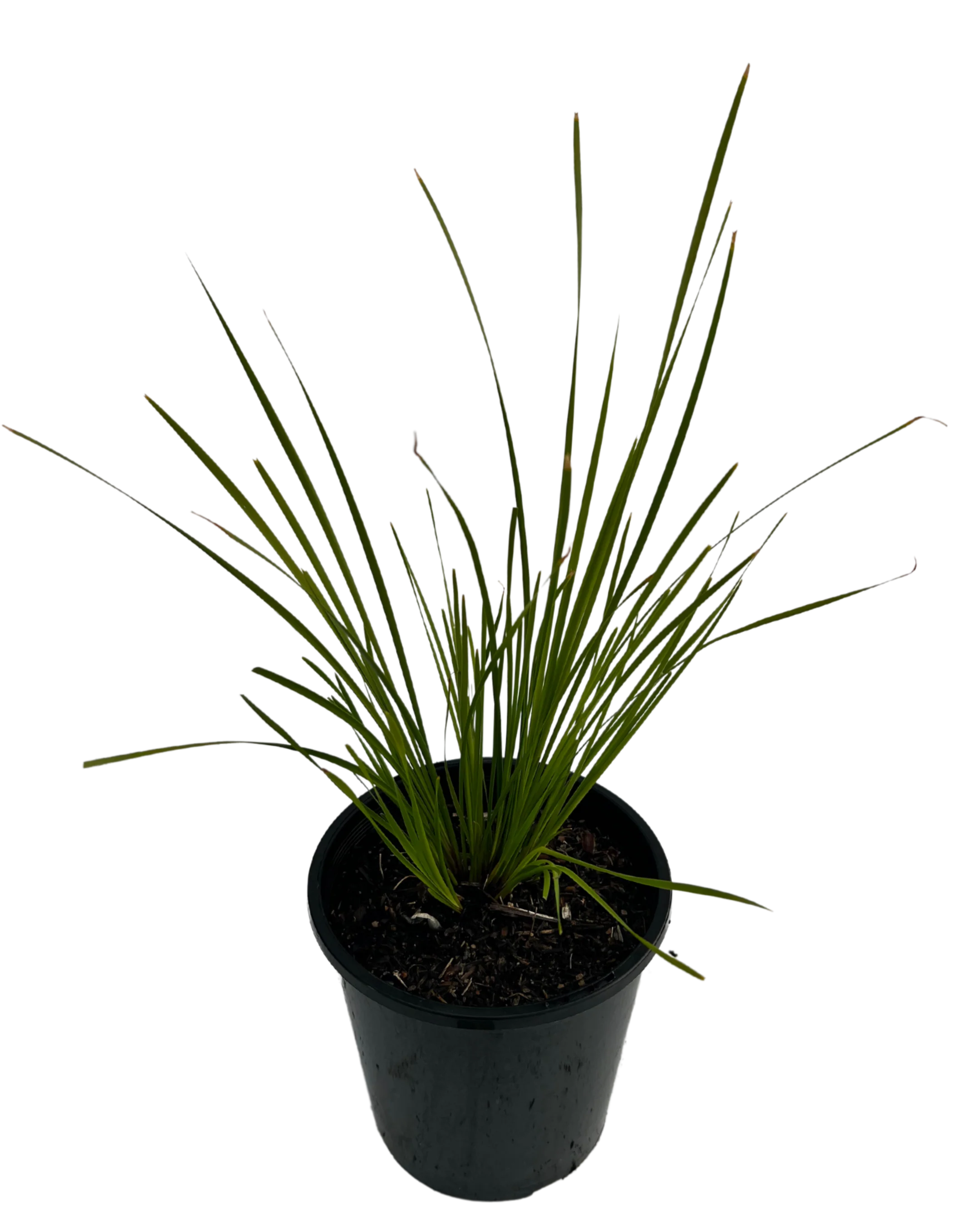 Lomandra Tanika - Image 2