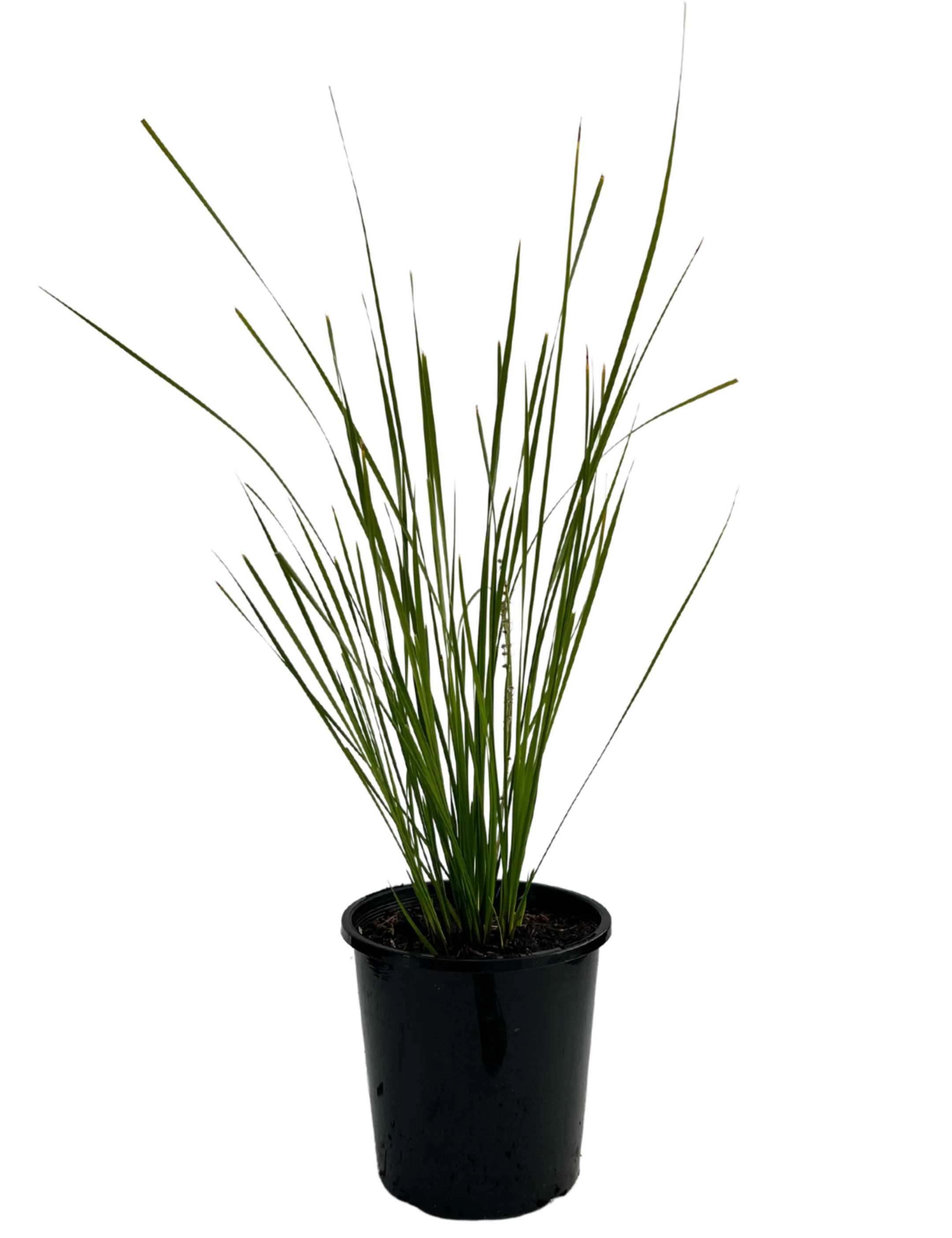 Lomandra Verday