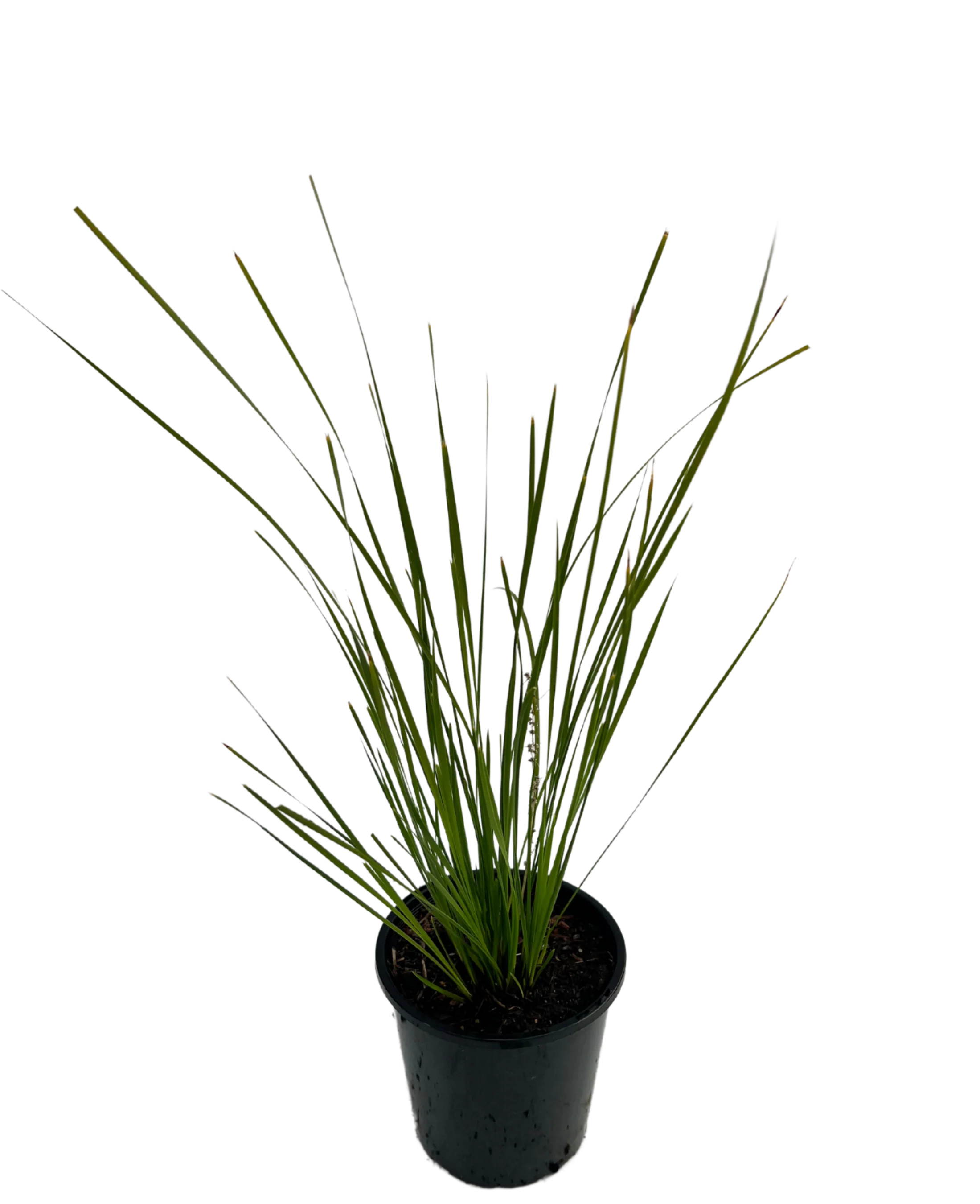 Lomandra Verday - Image 2