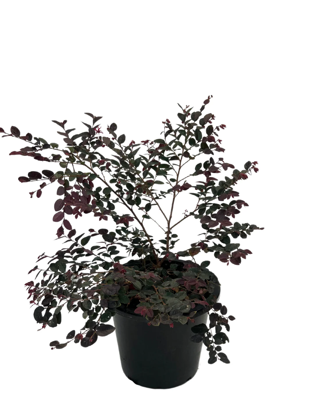 Loropetalum Plum Gorgeous - Image 2