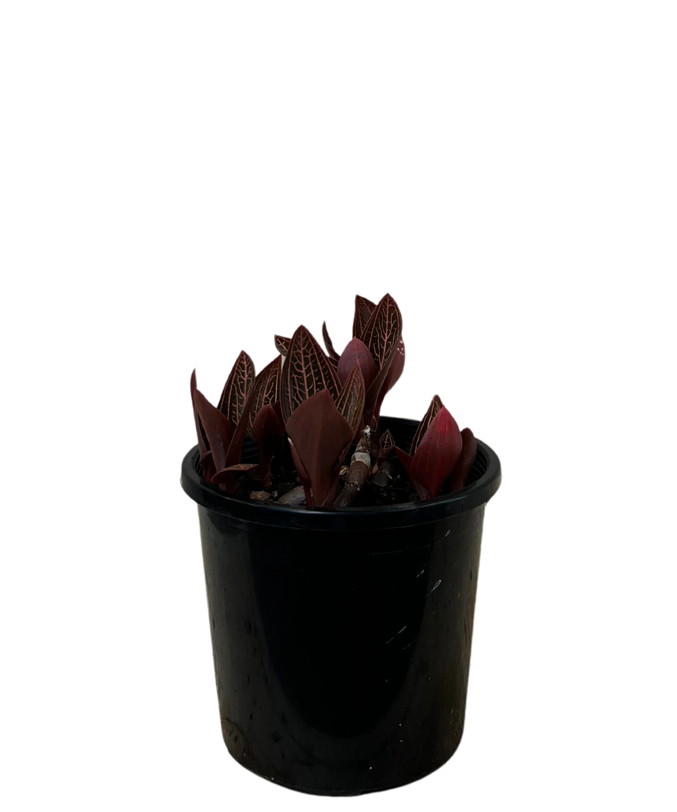 Ludisia Discolor - Jewel Orchid