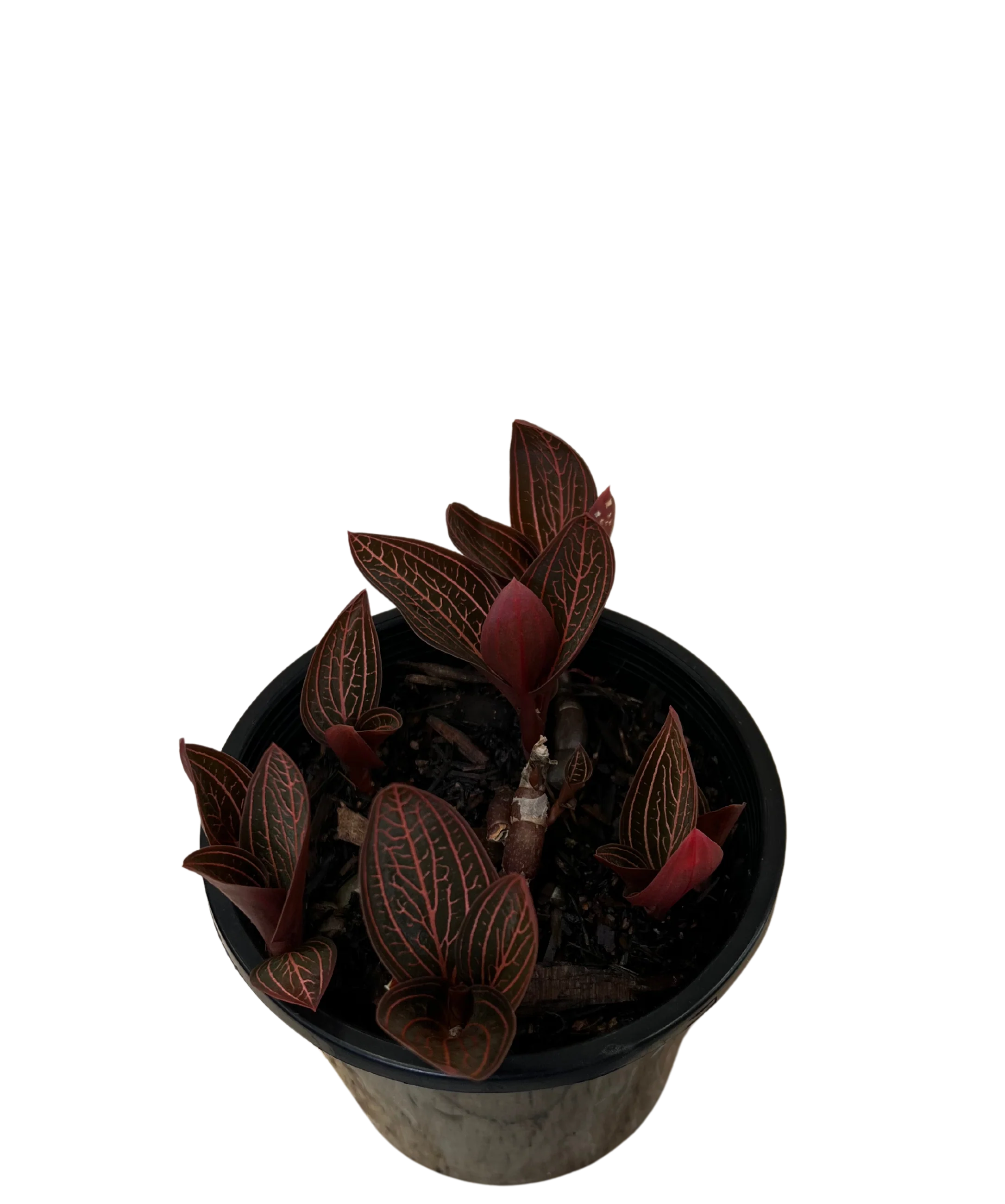 Ludisia Discolor - Jewel Orchid - Image 2