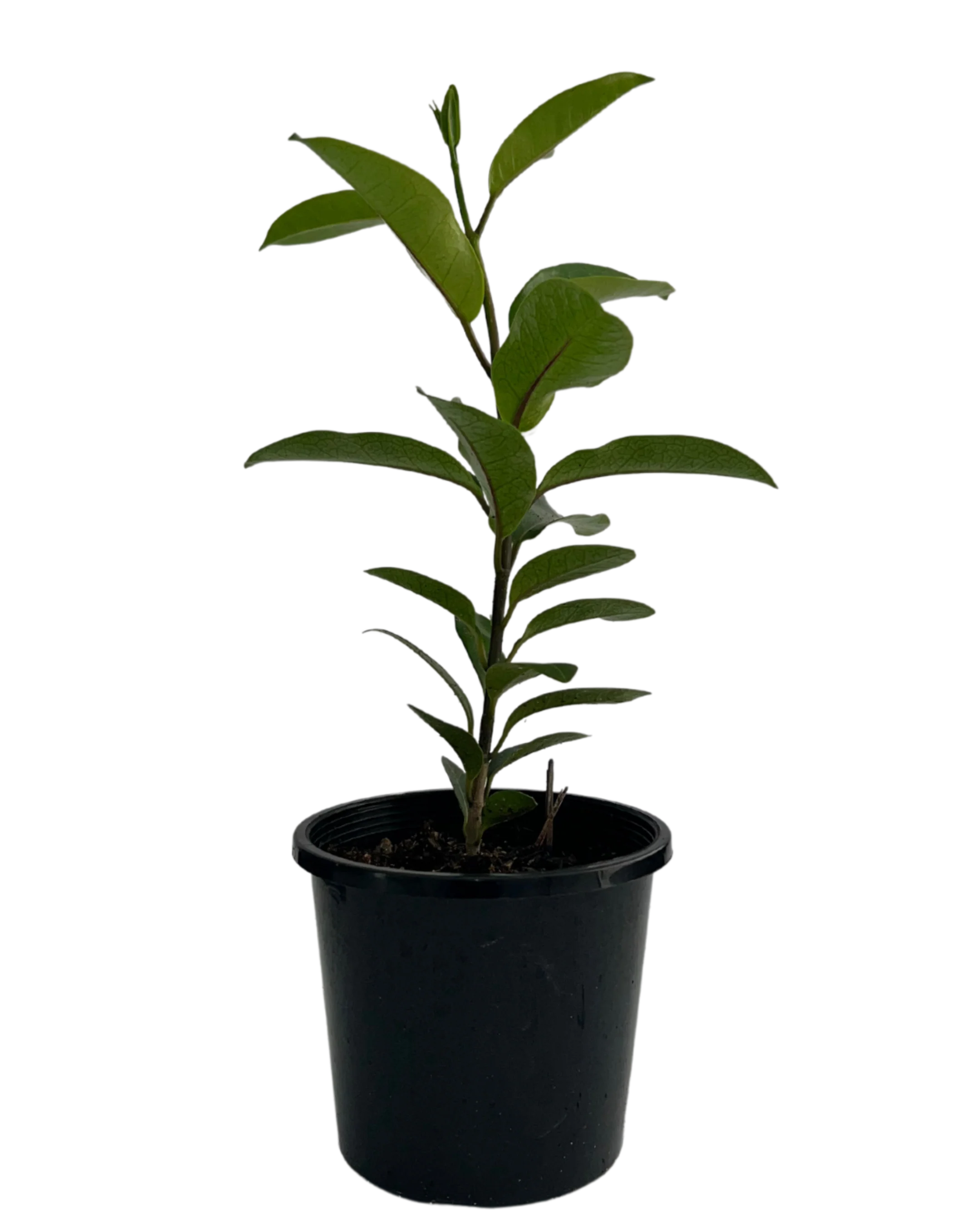 Madagascar Jasmine - Stephanotis Floribundae