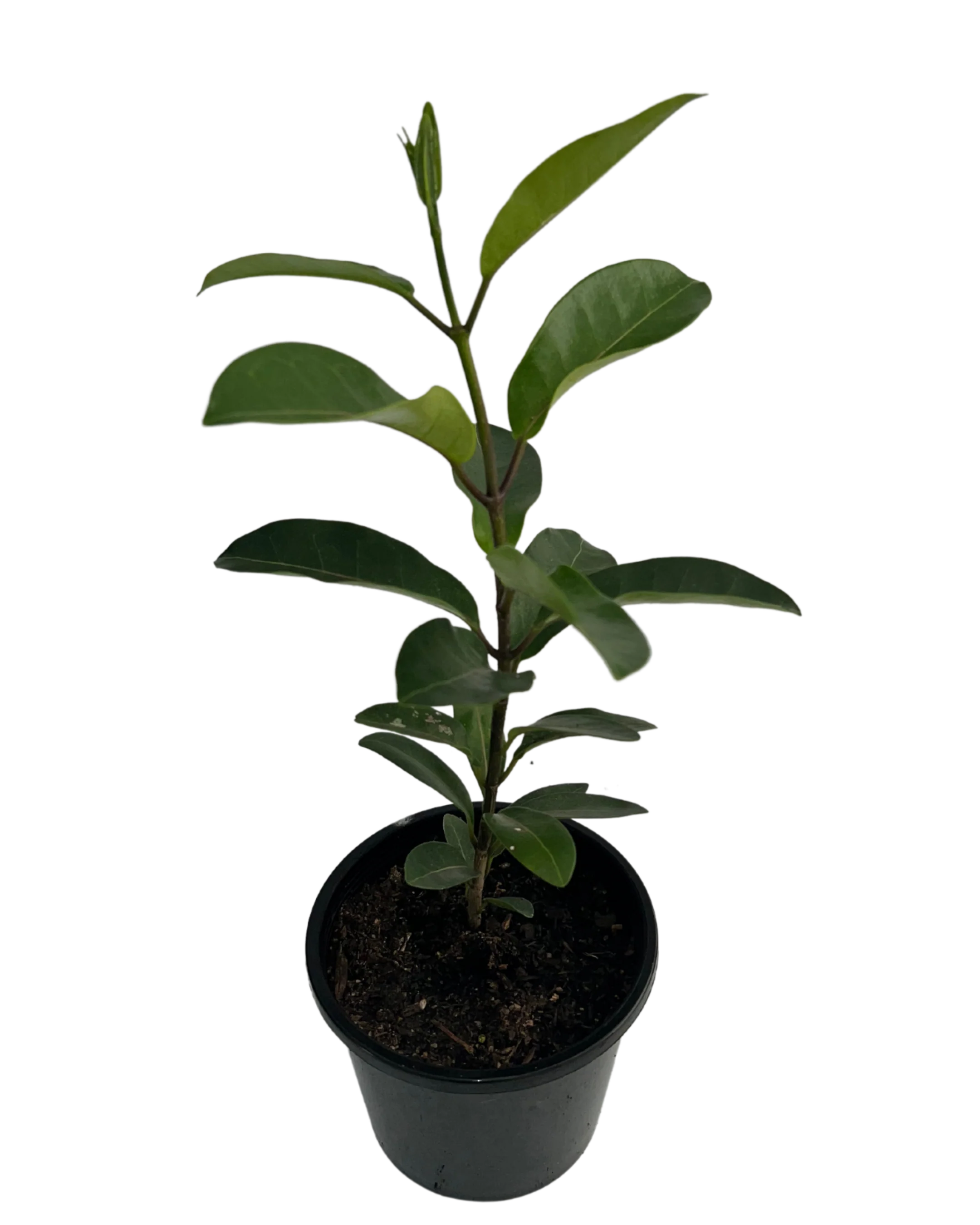 Madagascar Jasmine - Stephanotis Floribundae - Image 2
