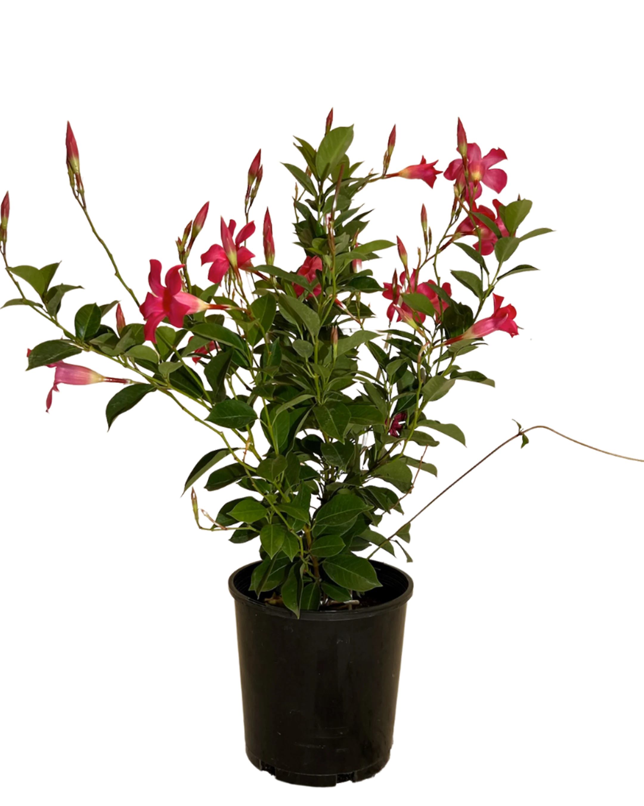 Mandevilla Aloha Pink Perfection
