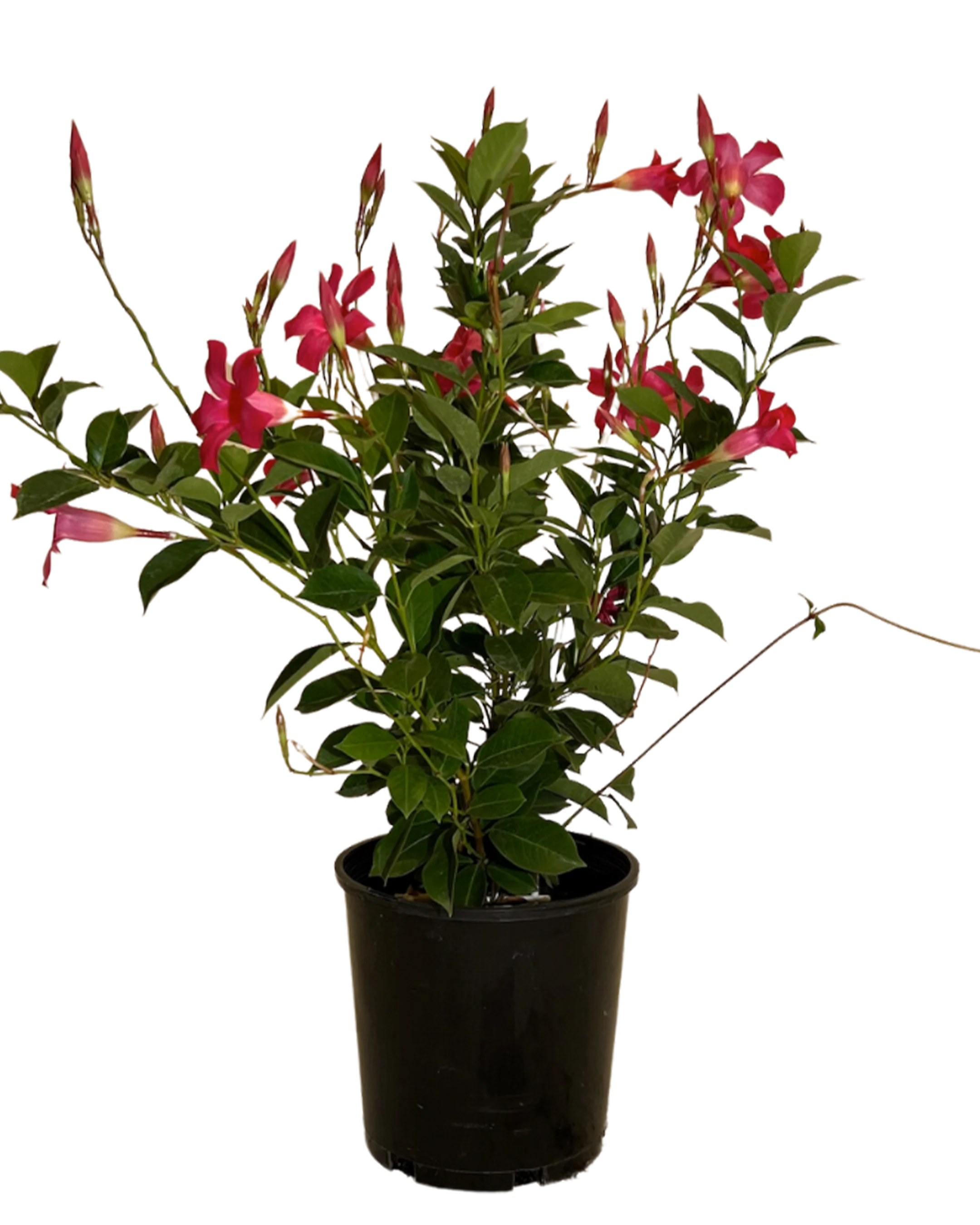 Mandevilla Aloha Pink Perfection - Image 2