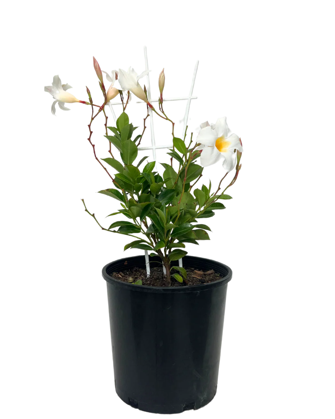 Mandevilla Bright White