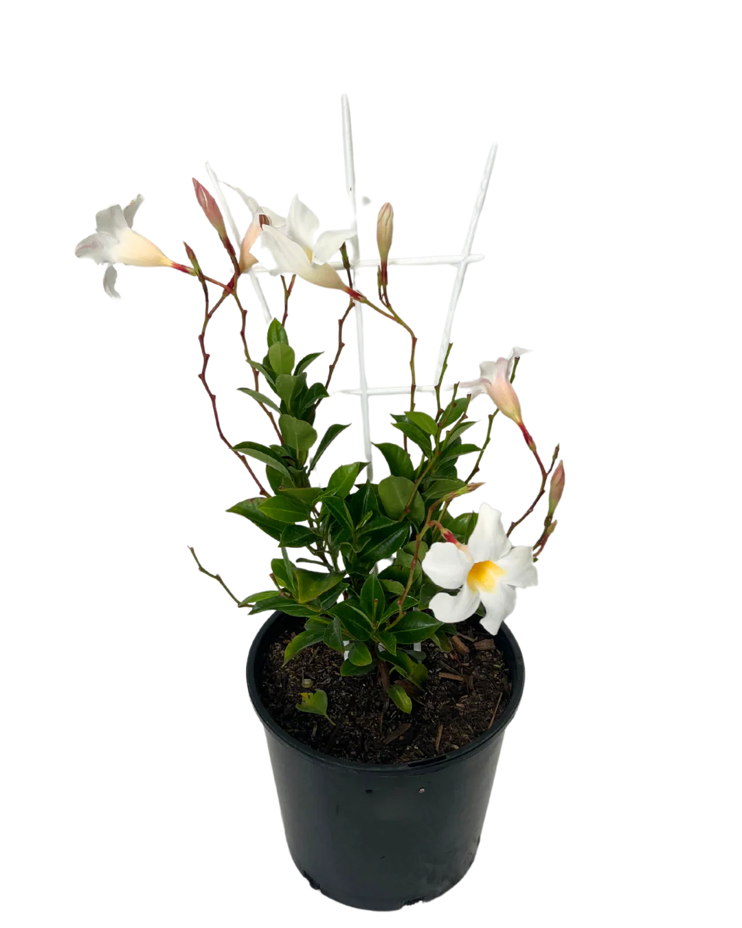 Mandevilla Bright White - Image 2