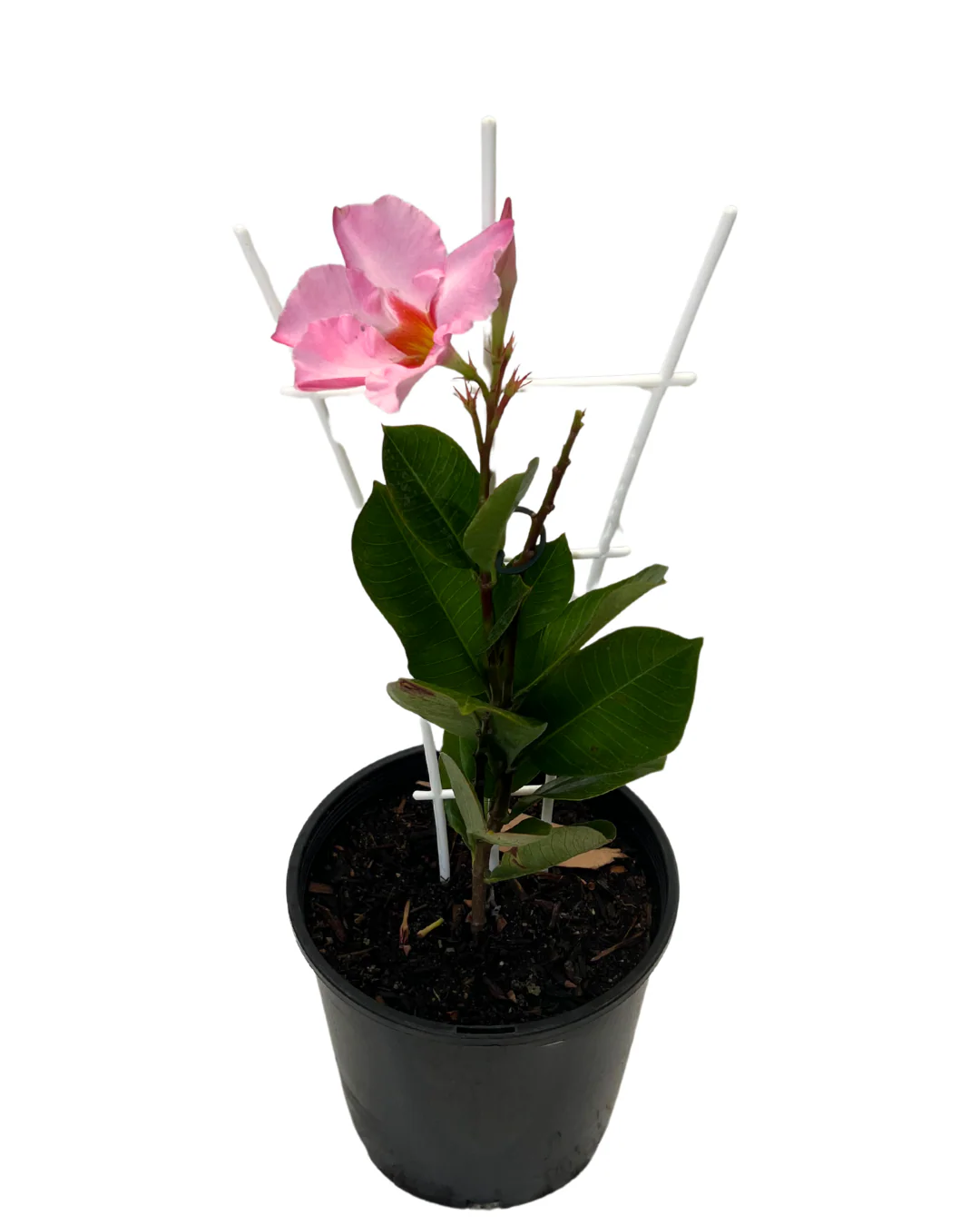 Mandevilla Rose Splash - Image 2