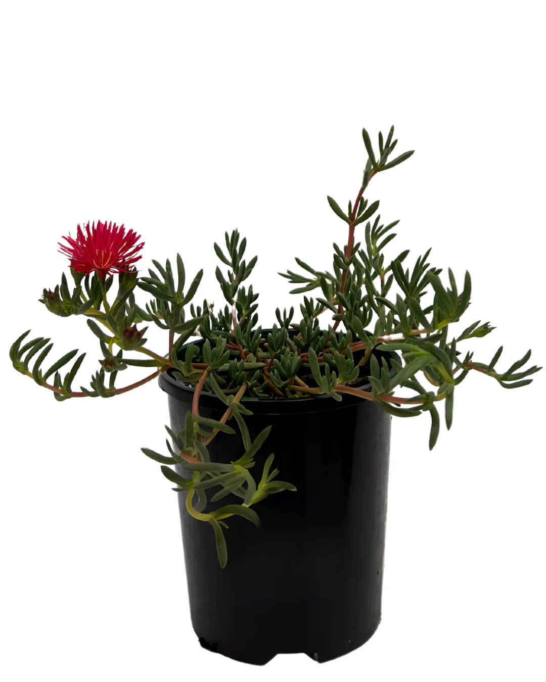 Mesembryanthemum Magenta