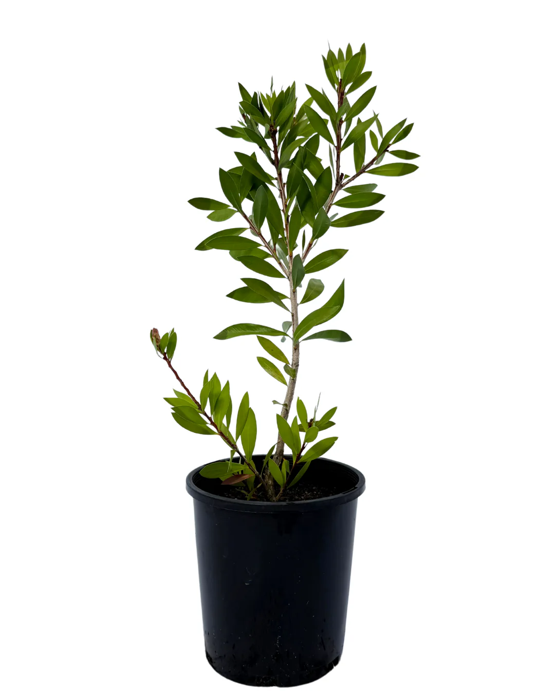 Michelia Coco