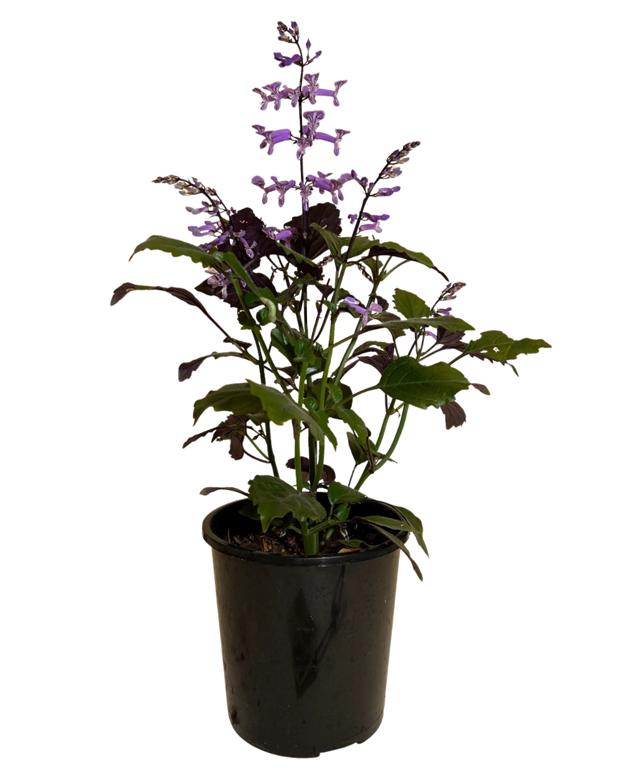 Mona Lavender