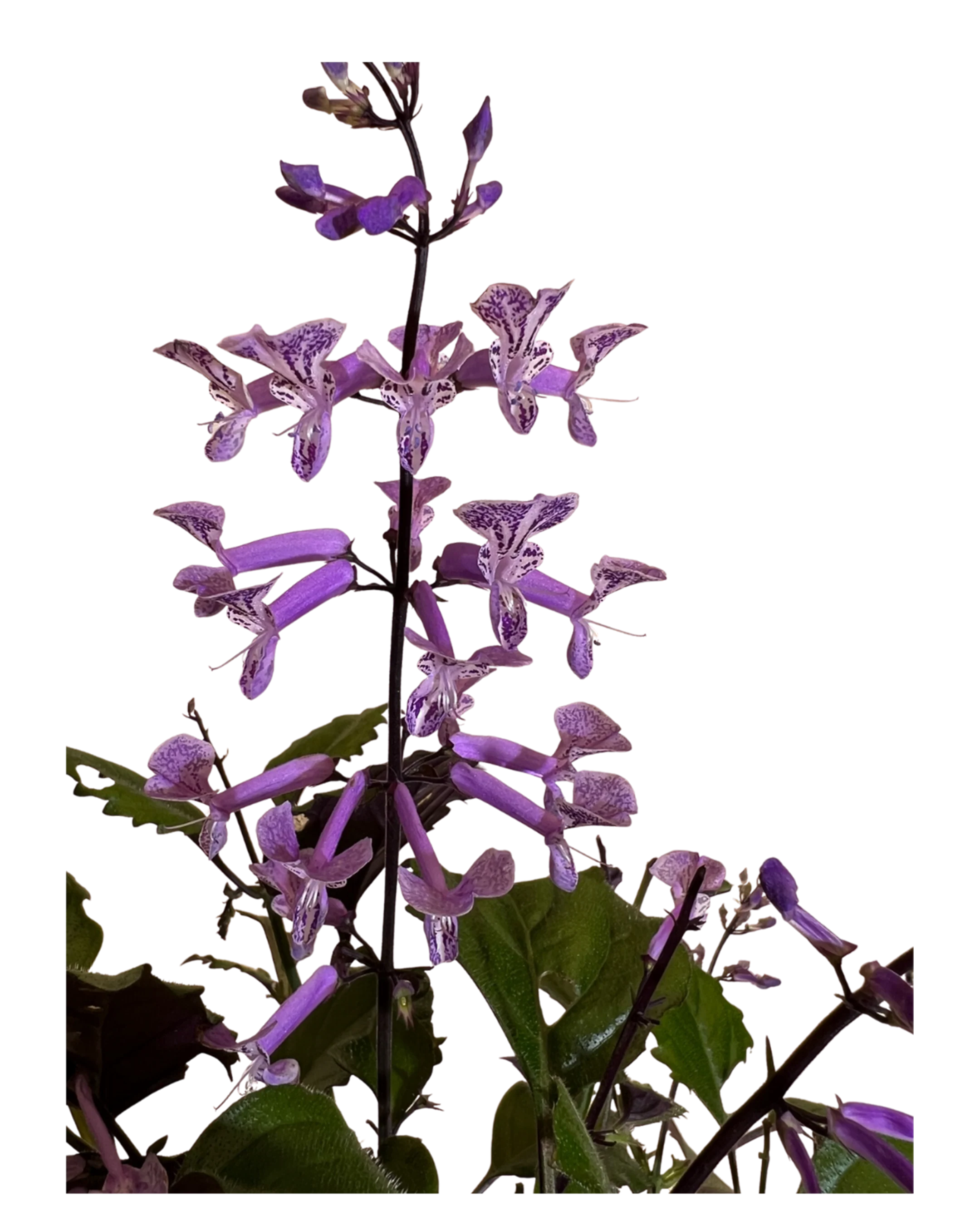 Mona Lavender - Image 2