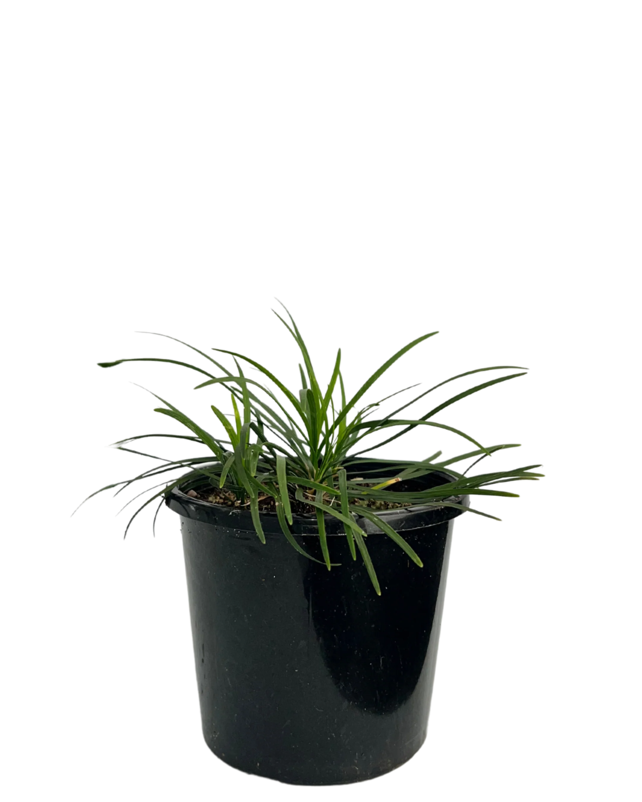 Mondo Grass - Ophiopogon Japonica
