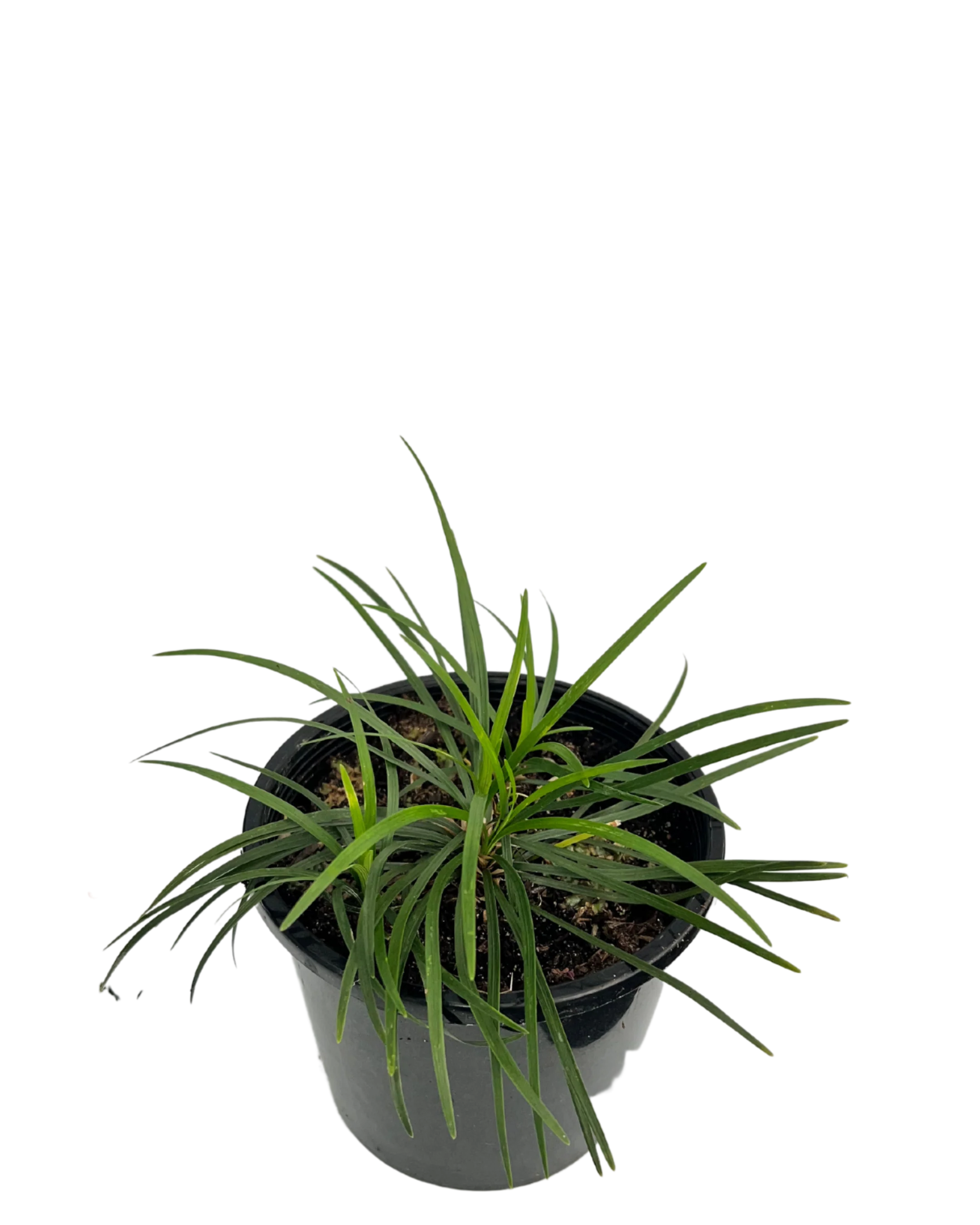 Mondo Grass - Ophiopogon Japonica - Image 2