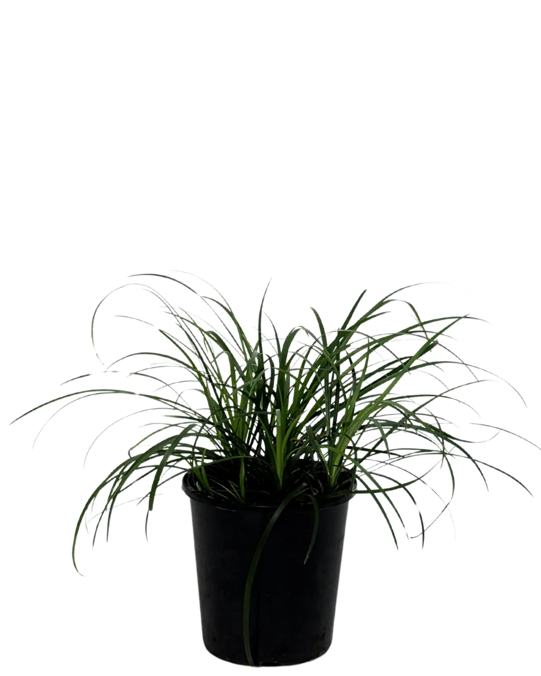 Mondo Grass - Ophiopogon Stripey White