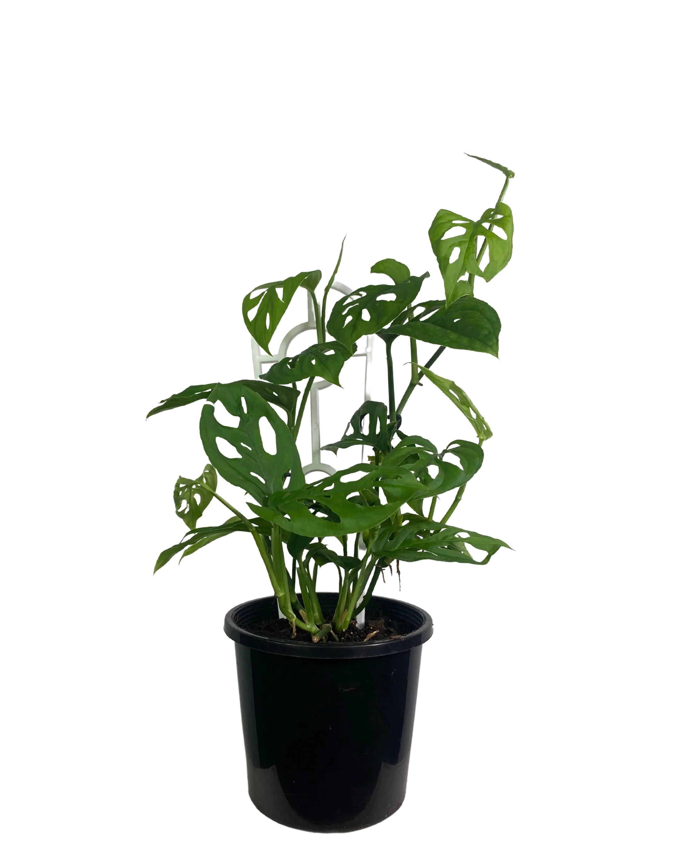 Monstera Adansonii