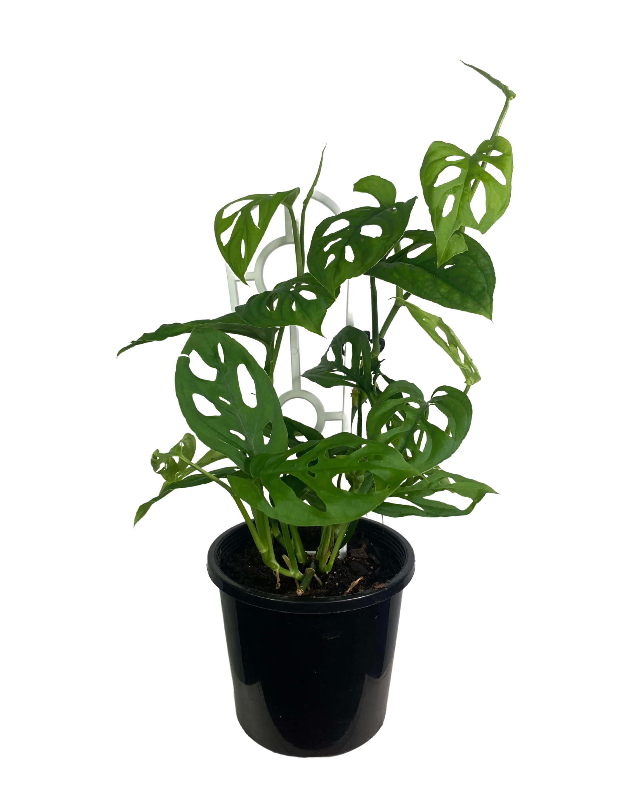 Monstera Adansonii - Image 2