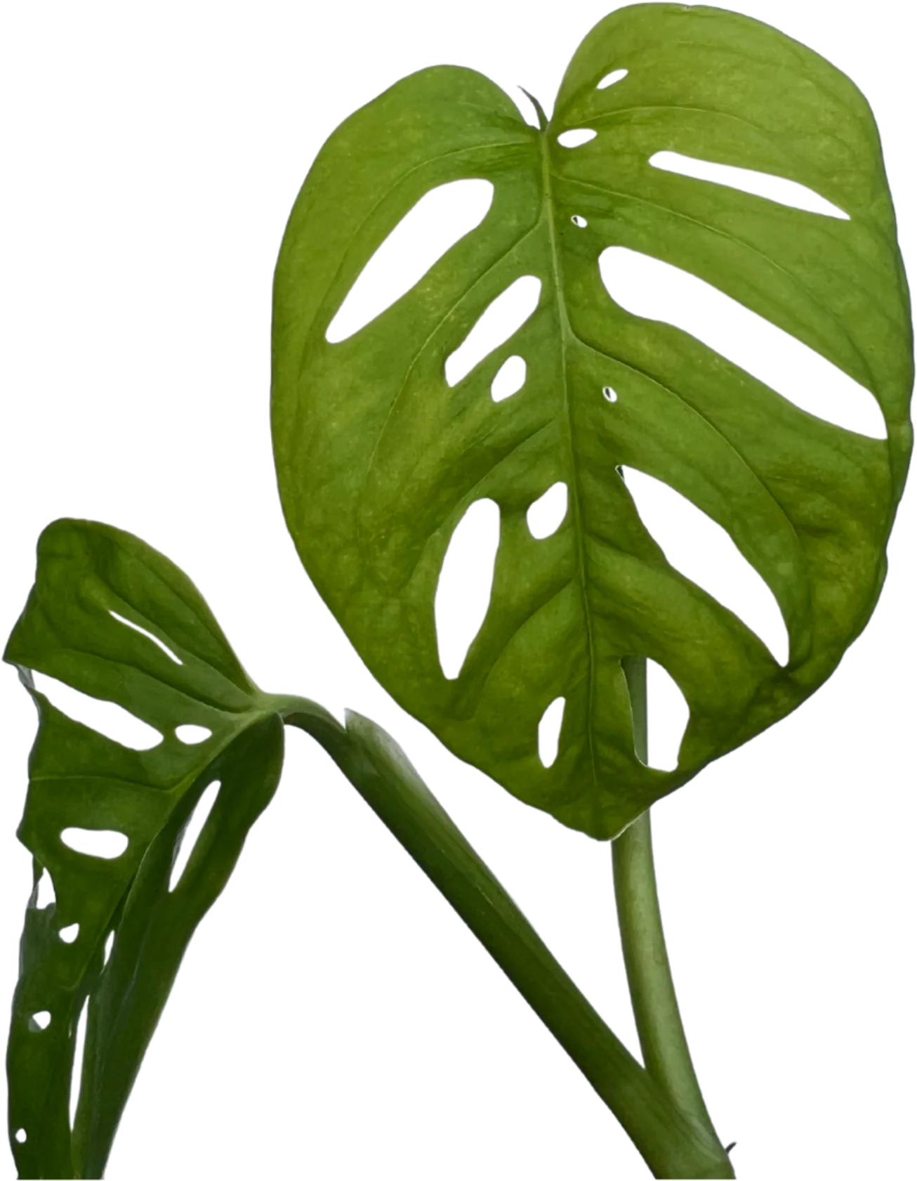 Monstera Adansonii - Image 3