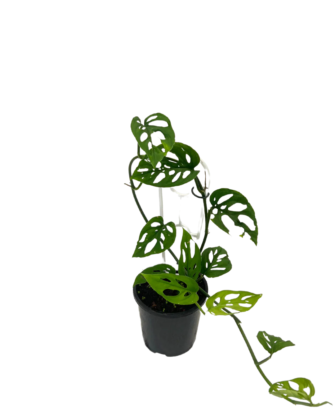 Monstera Adansonii Mini - Image 2