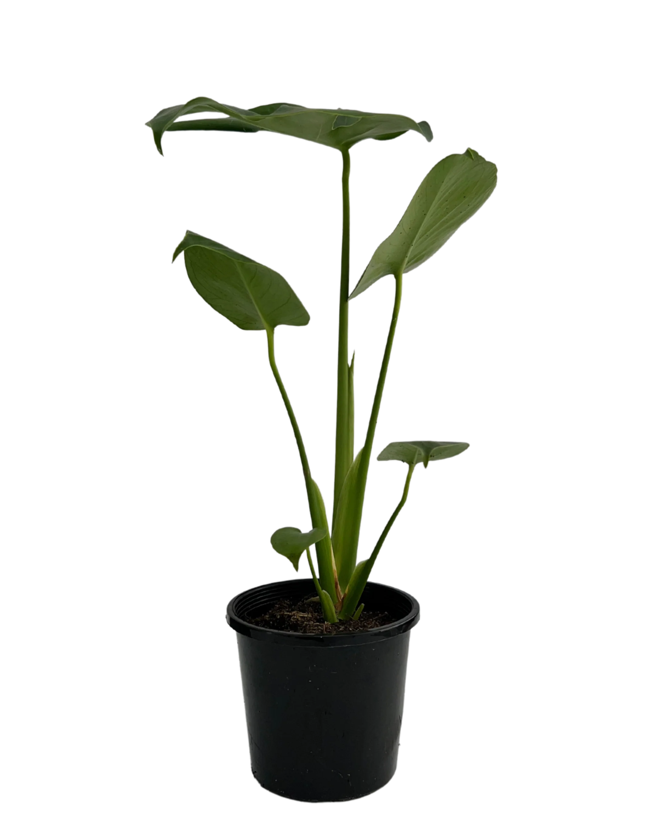 Monstera Deliciosa