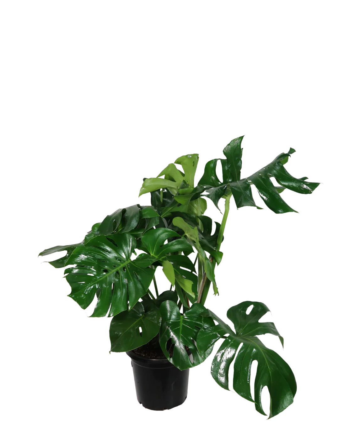 Monstera Deliciosa - Image 2