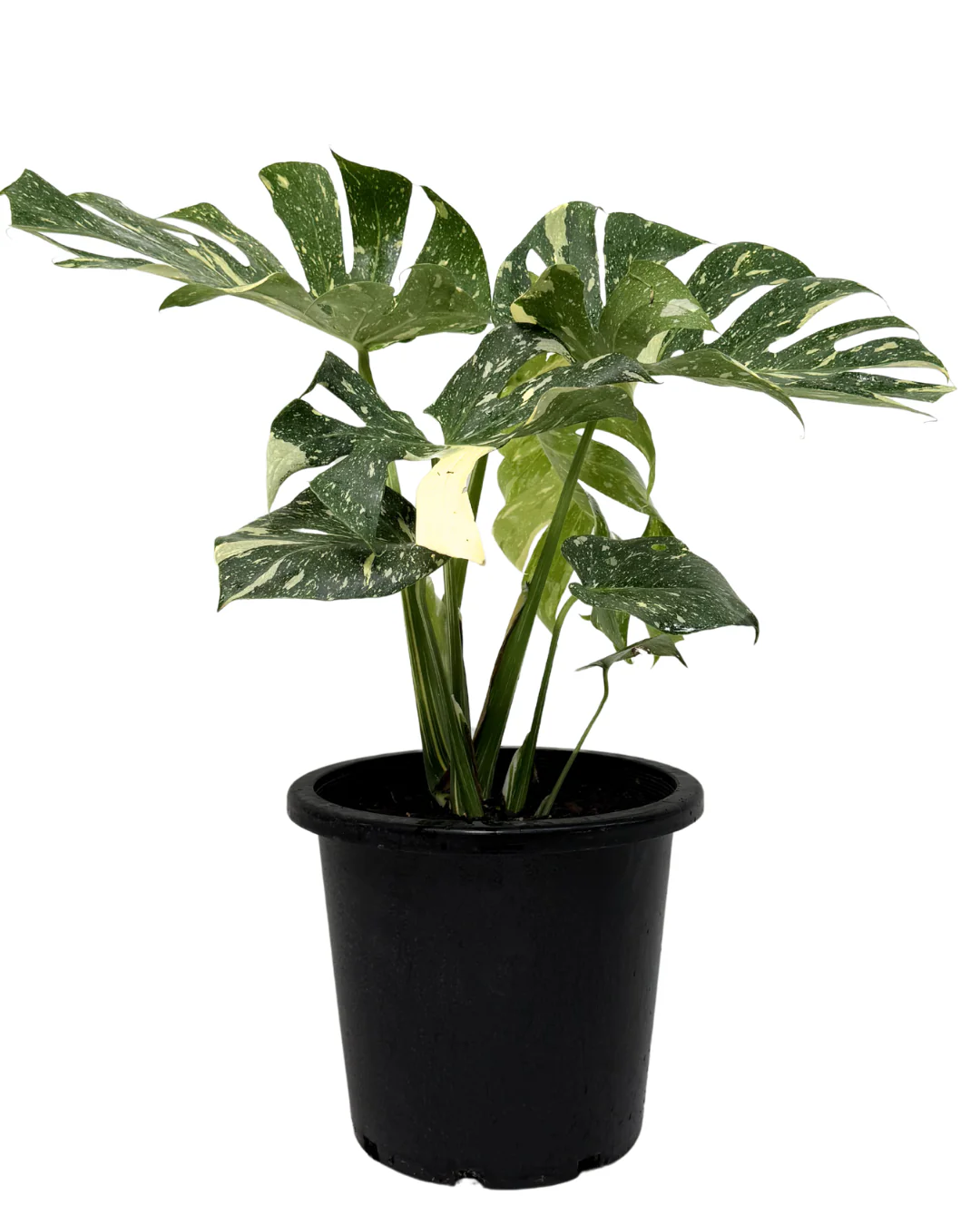 Monstera Thai Constellation