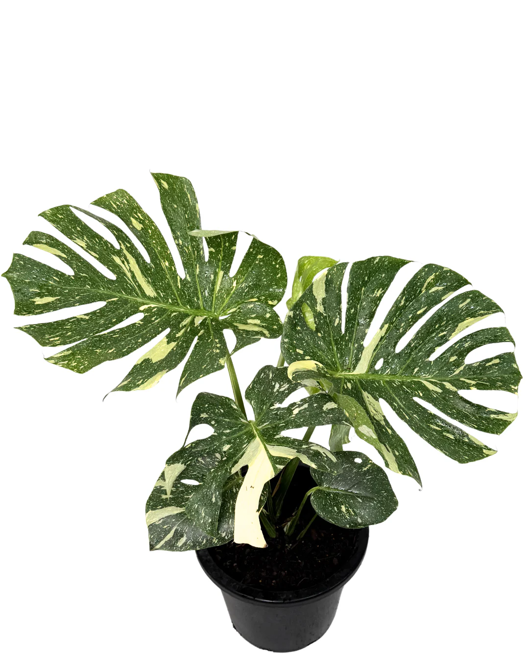Monstera Thai Constellation - Image 2