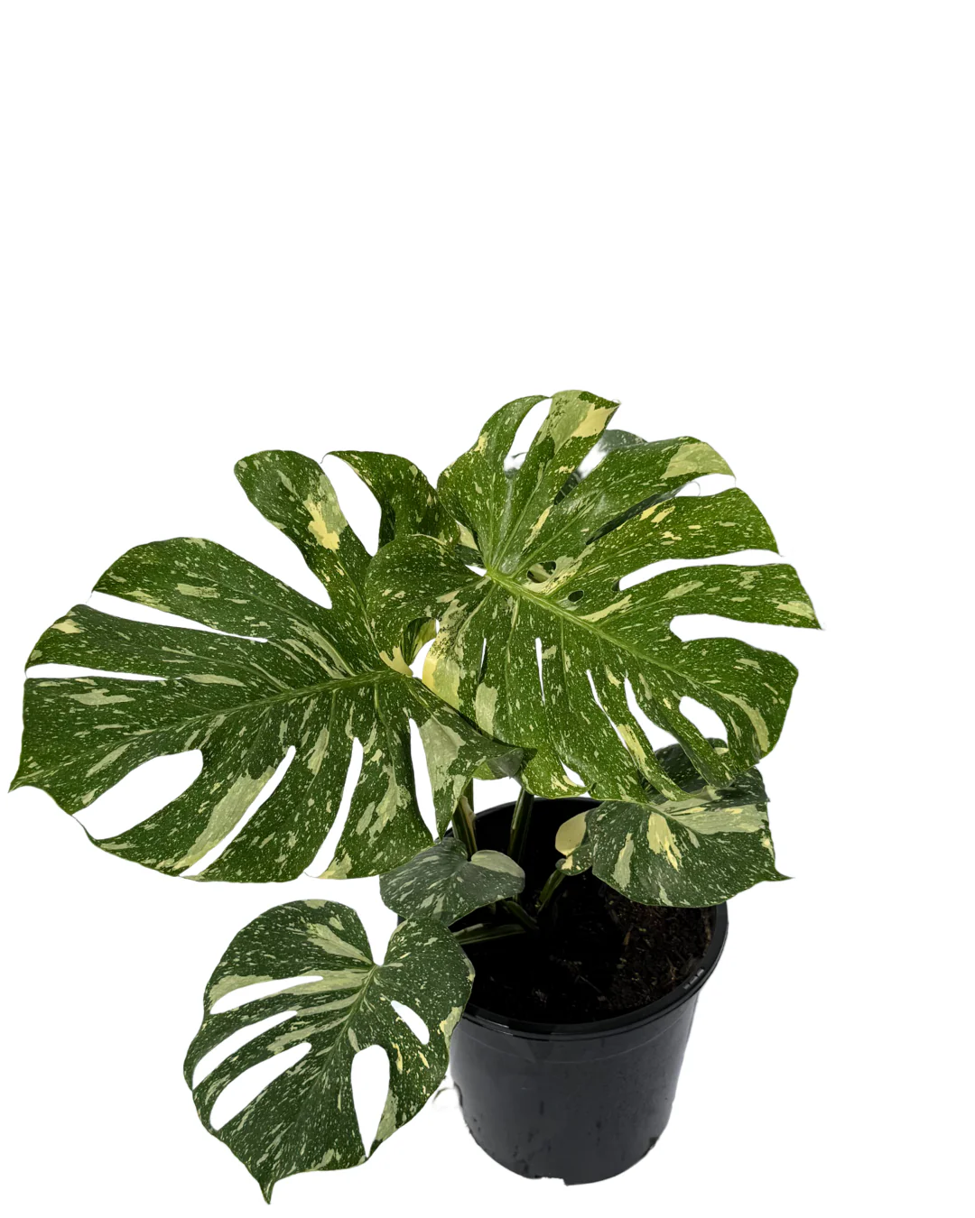 Monstera Thai Constellation - Image 2