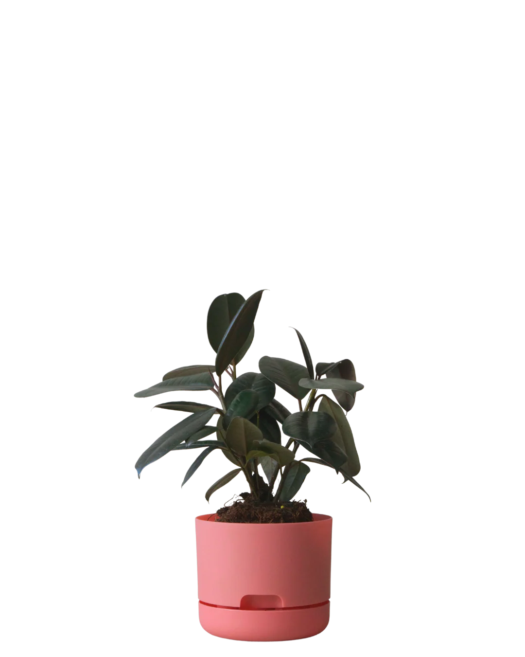 Mr Kitly Self Watering Pot 170MM - Image 10