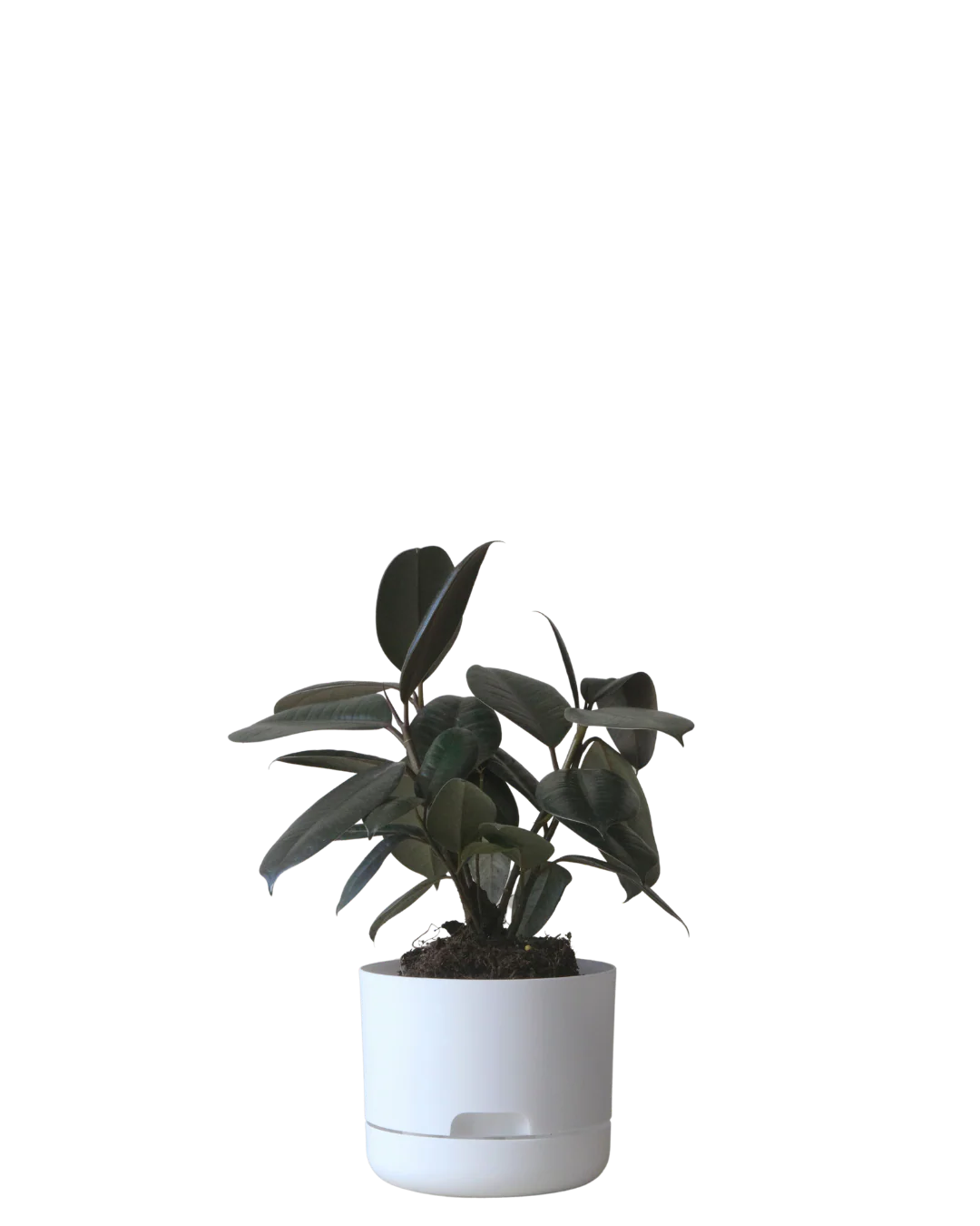 Mr Kitly Self Watering Pot 170MM - Image 2