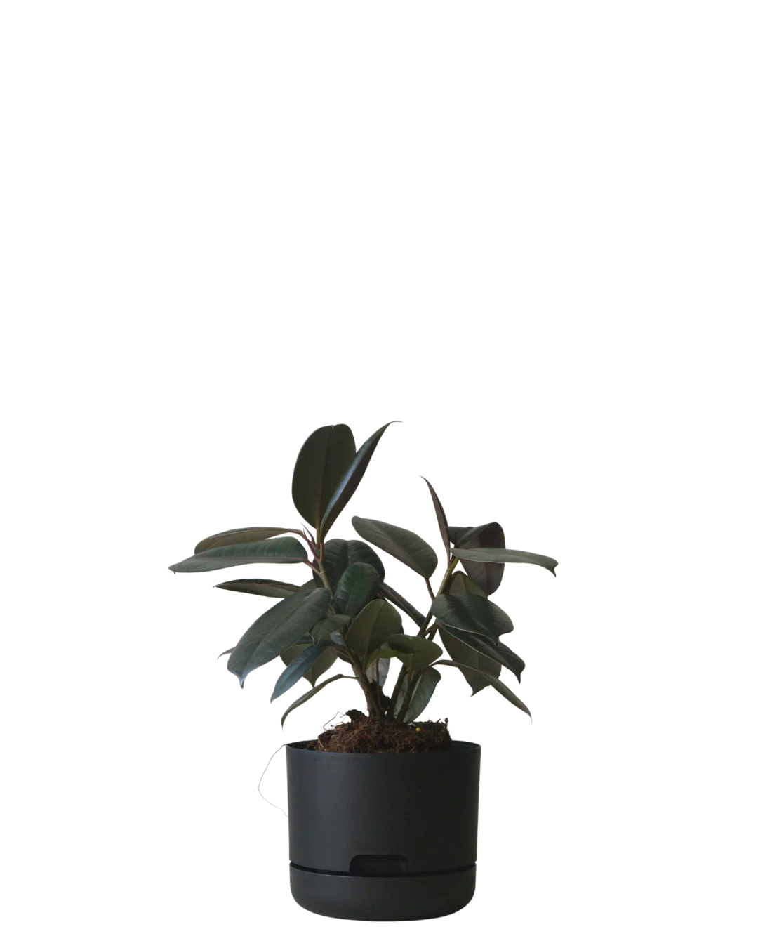 Mr Kitly Self Watering Pot 170MM - Image 3