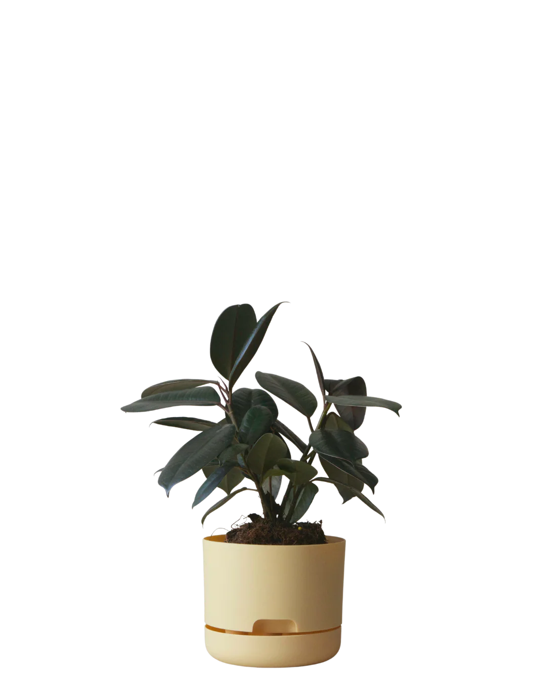 Mr Kitly Self Watering Pot 170MM - Image 4