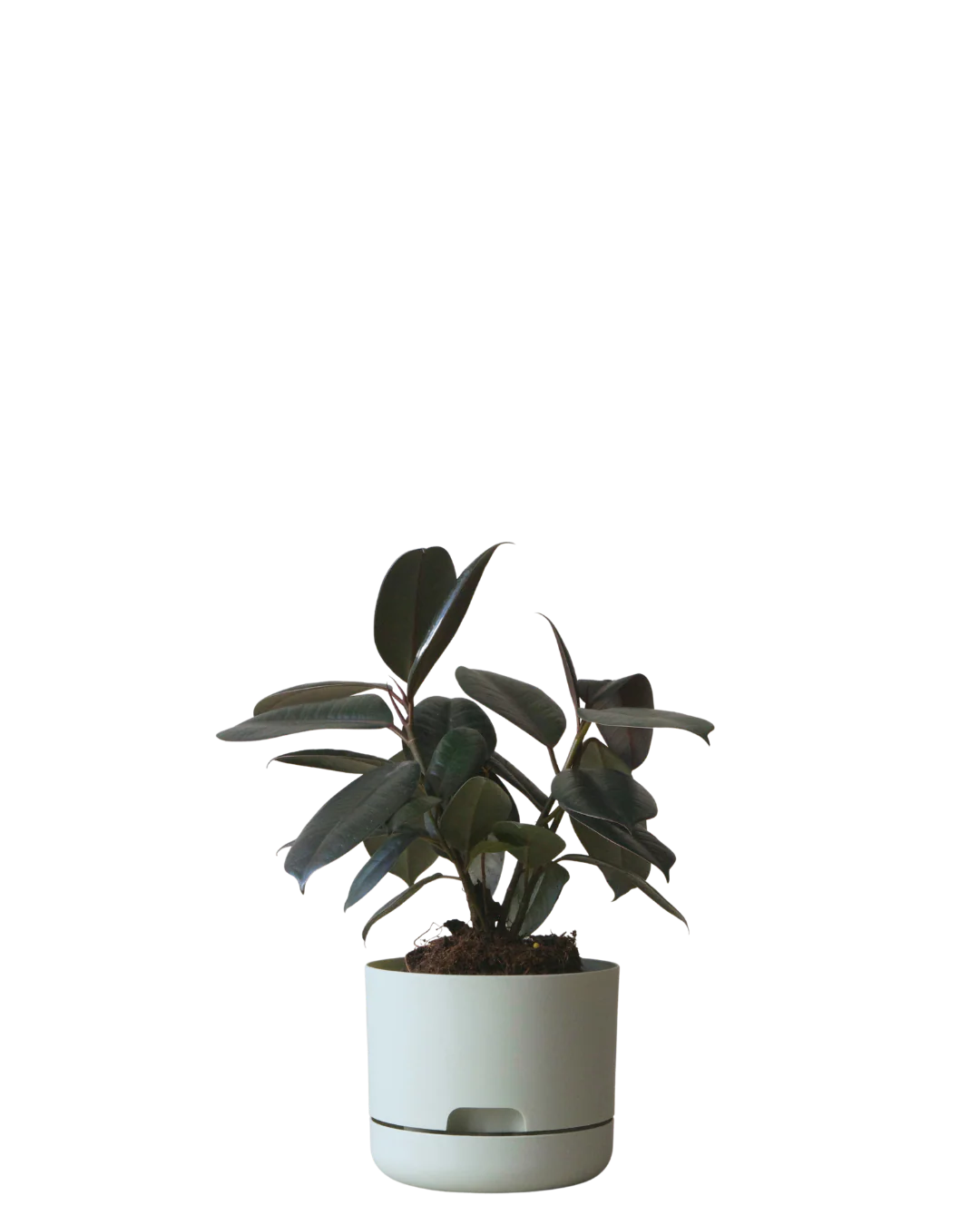 Mr Kitly Self Watering Pot 170MM - Image 5