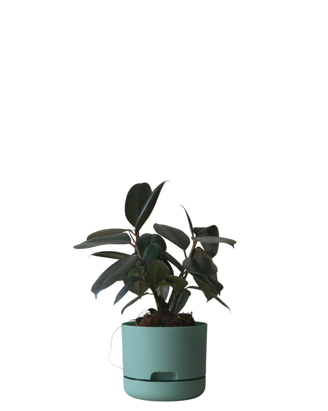 Mr Kitly Self Watering Pot 170MM - Image 6