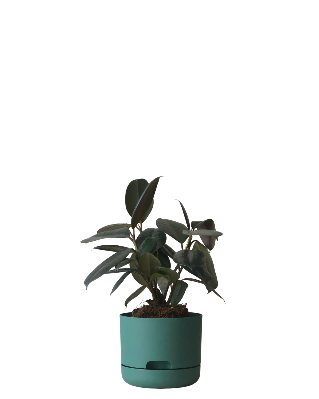 Mr Kitly Self Watering Pot 170MM - Image 7