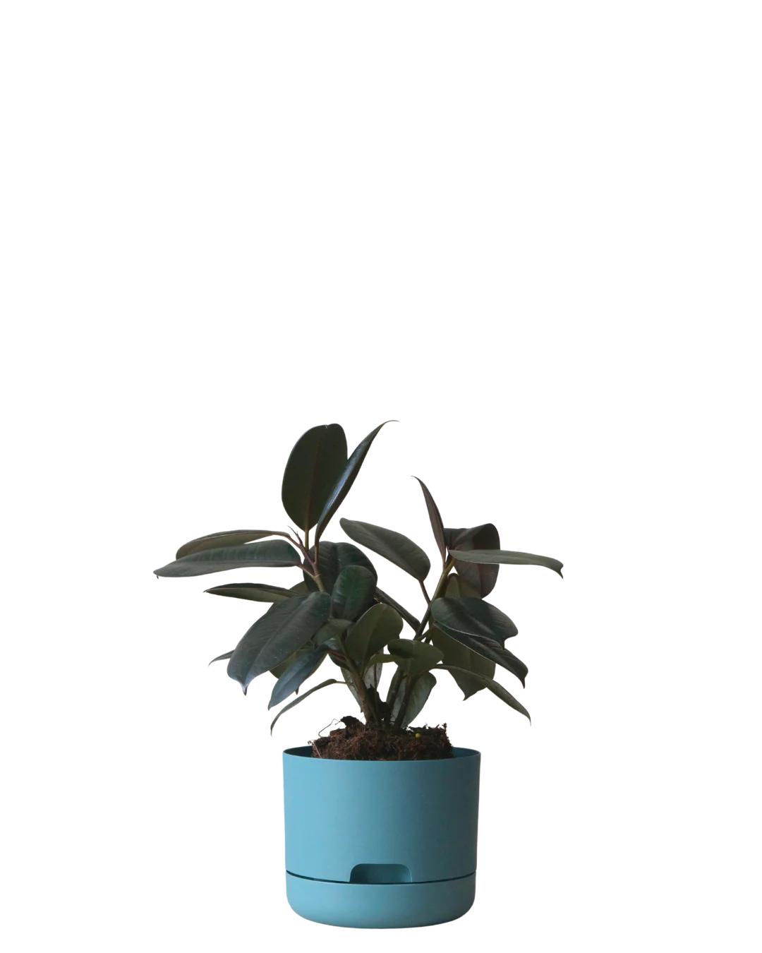 Mr Kitly Self Watering Pot 170MM - Image 8